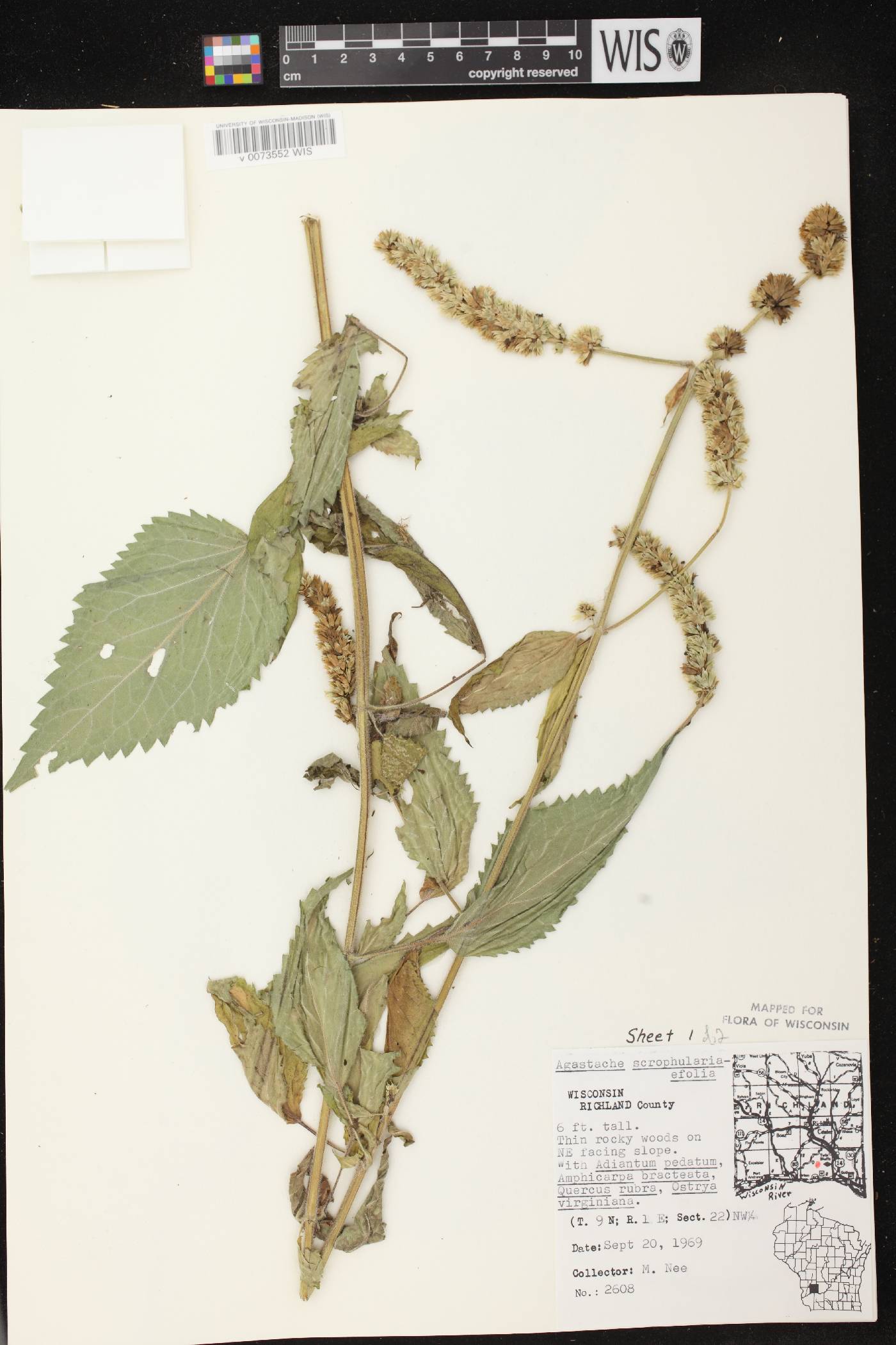 Agastache scrophulariifolia image