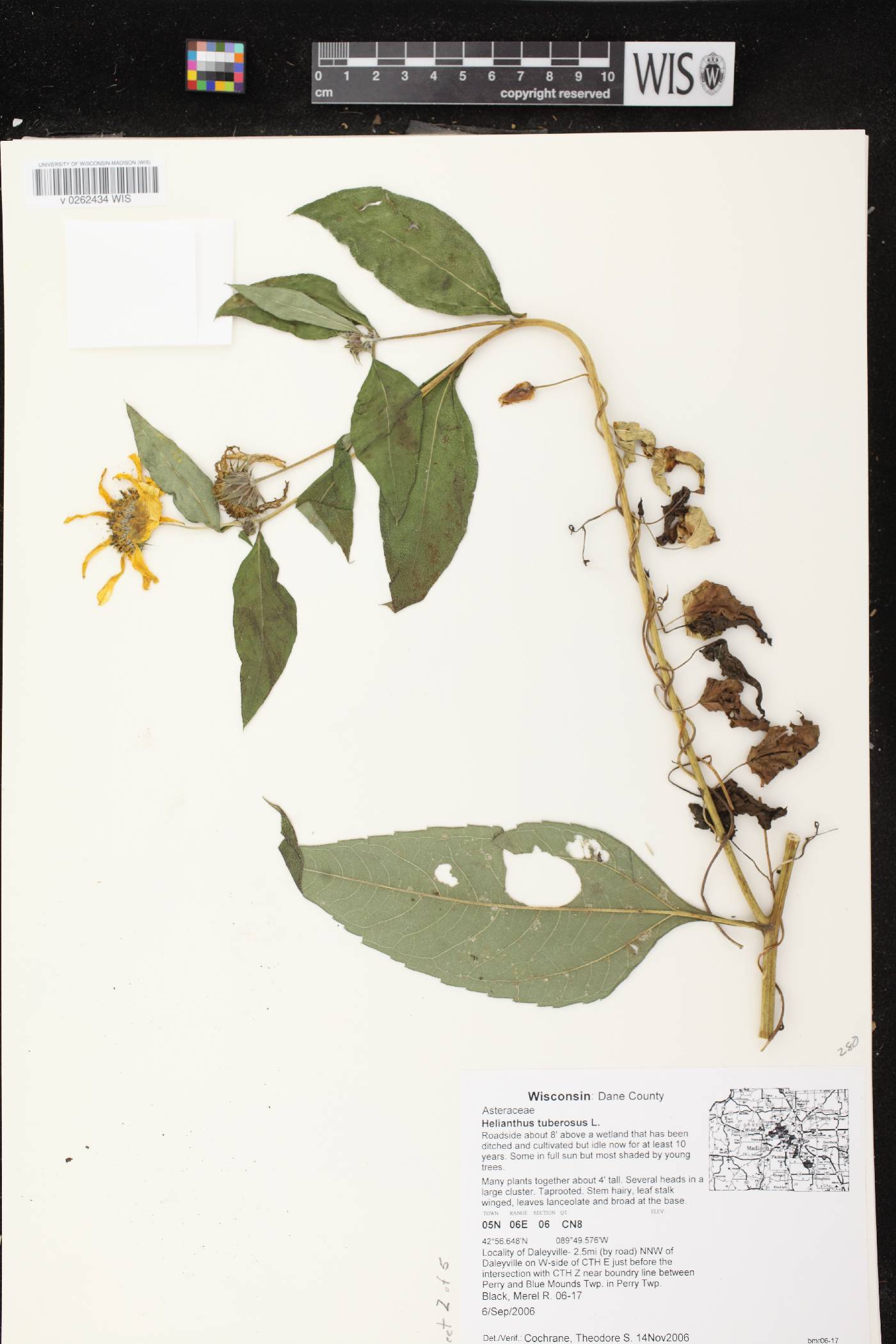 Helianthus tuberosus image