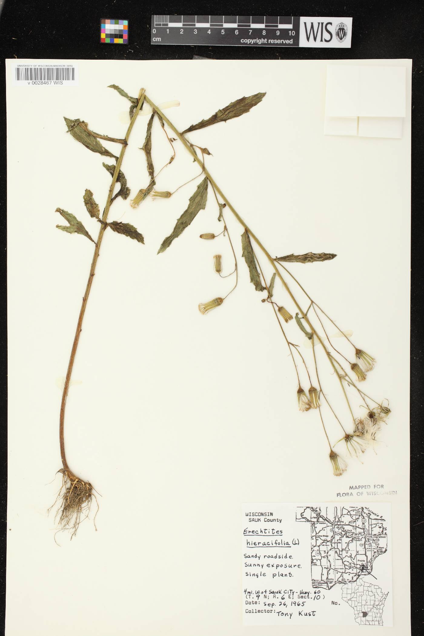 Erechtites hieracifolius image