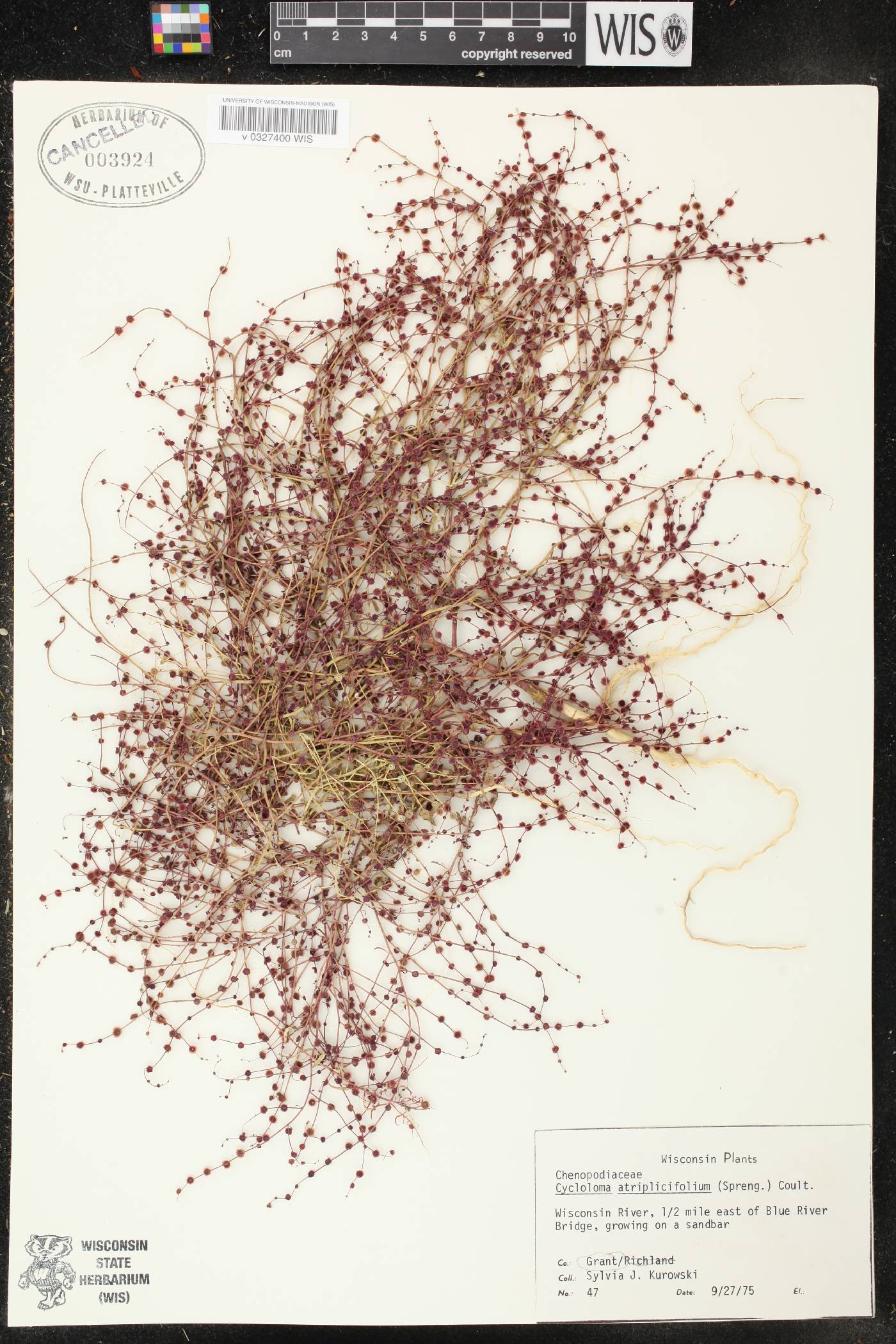 Cycloloma atriplicifolium image