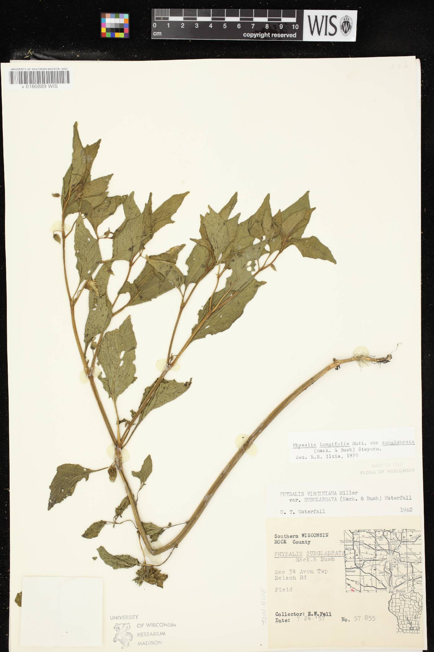 Physalis longifolia image
