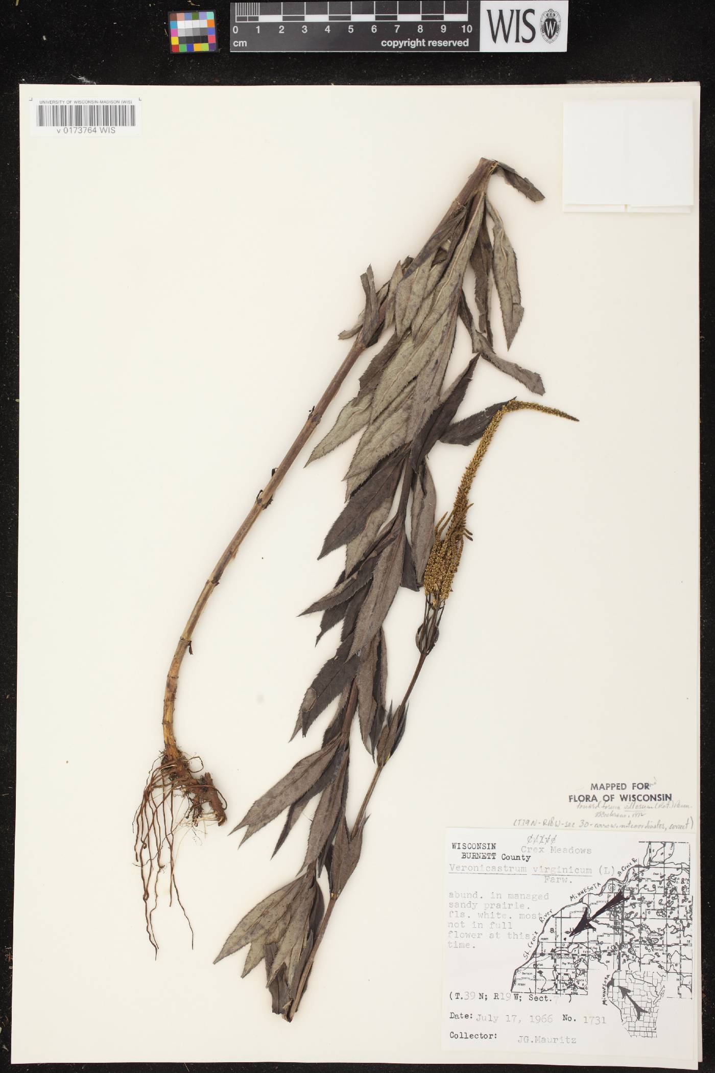 Veronicastrum virginicum image