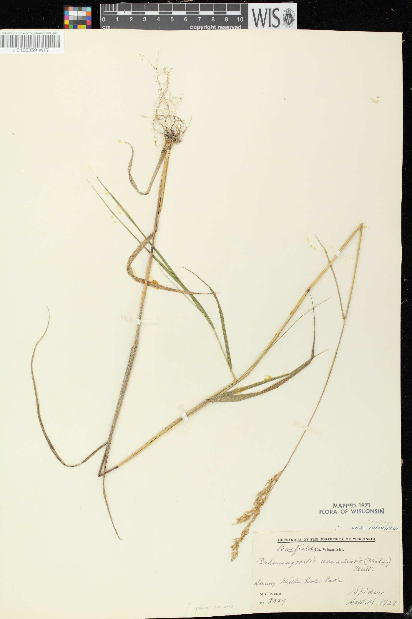 Calamagrostis canadensis image