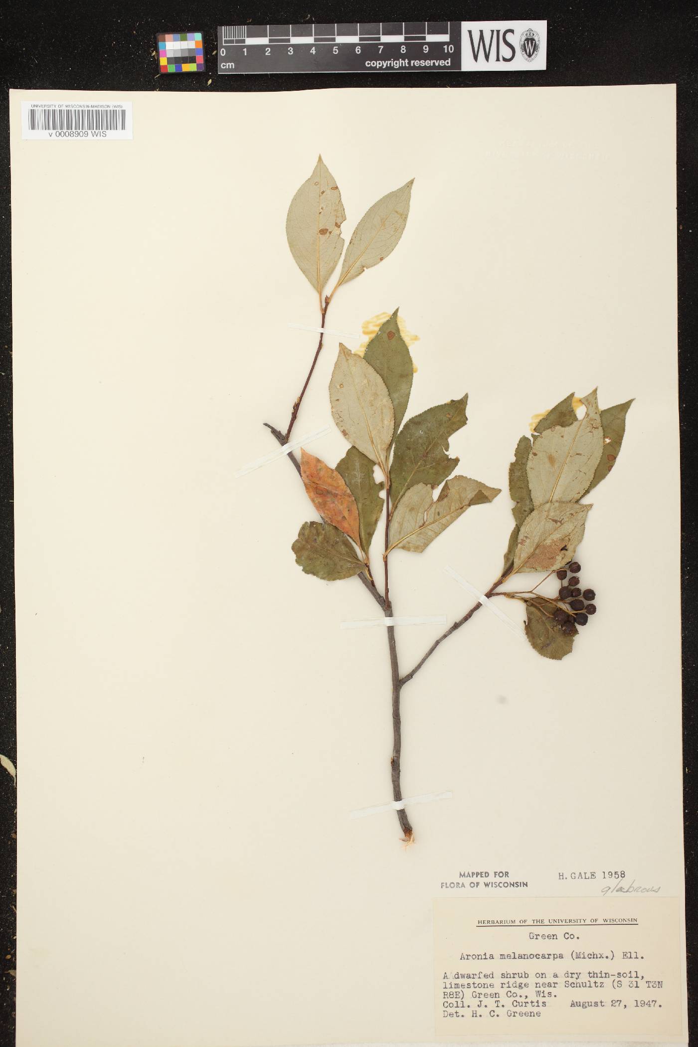 Aronia x prunifolia image