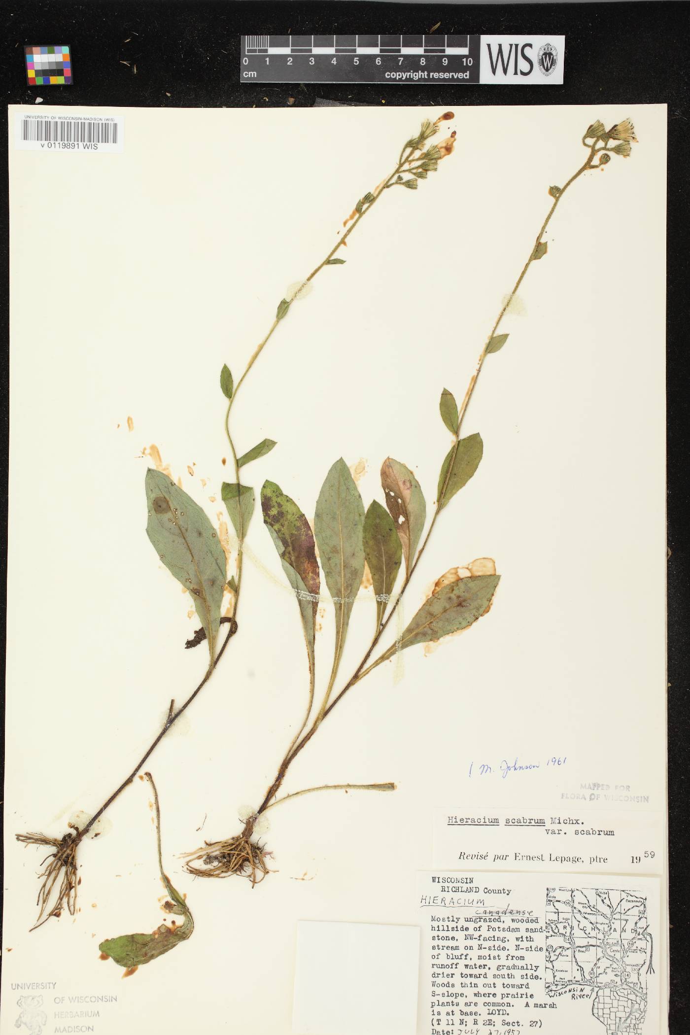 Hieracium scabrum image