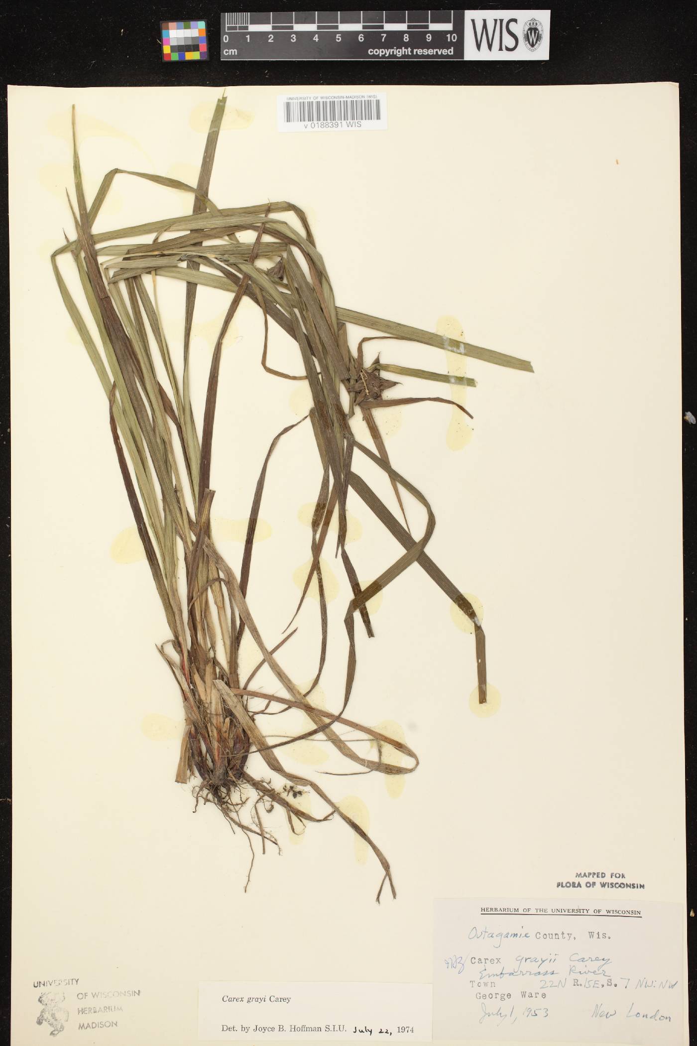 Carex grayi image