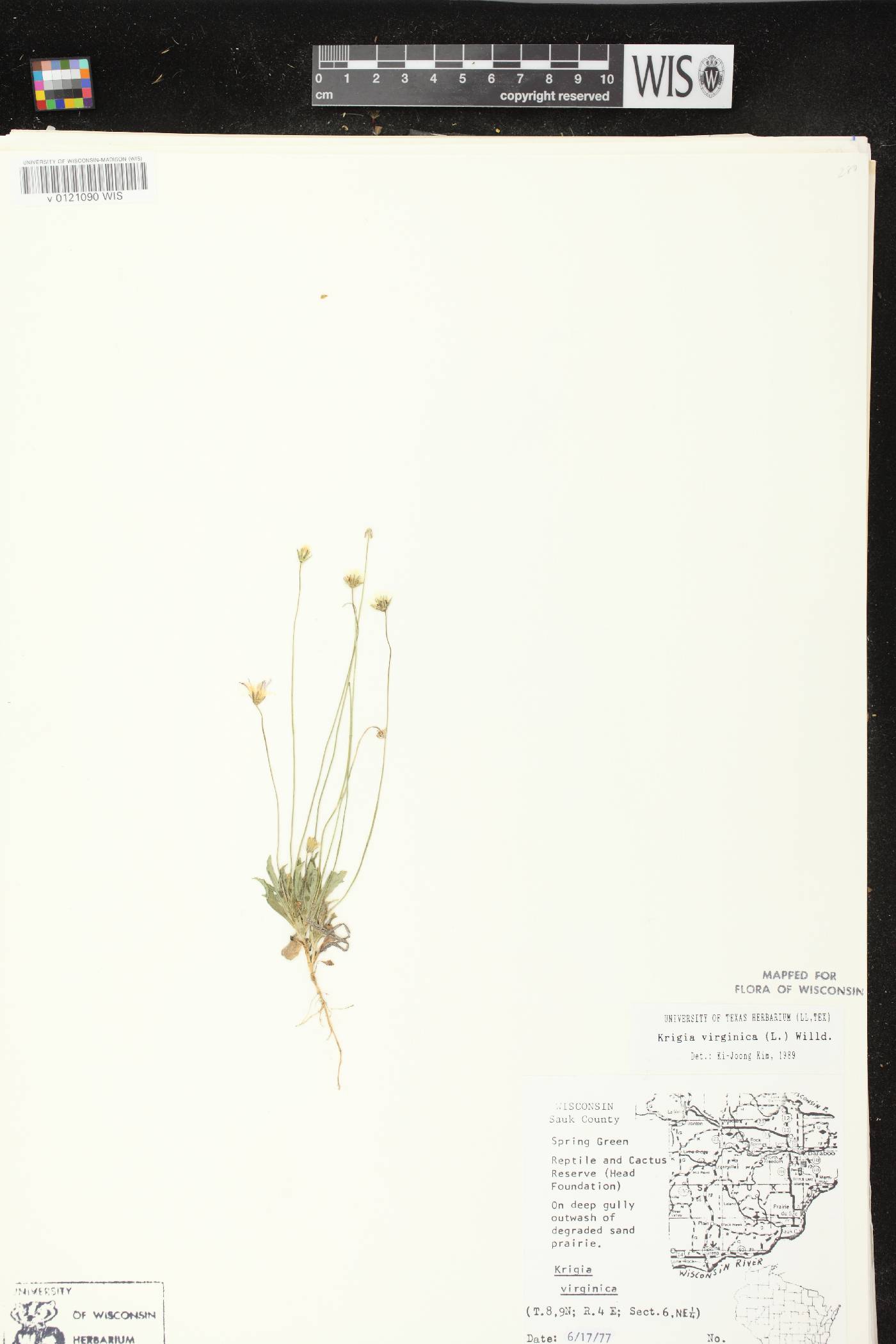 Krigia virginica image