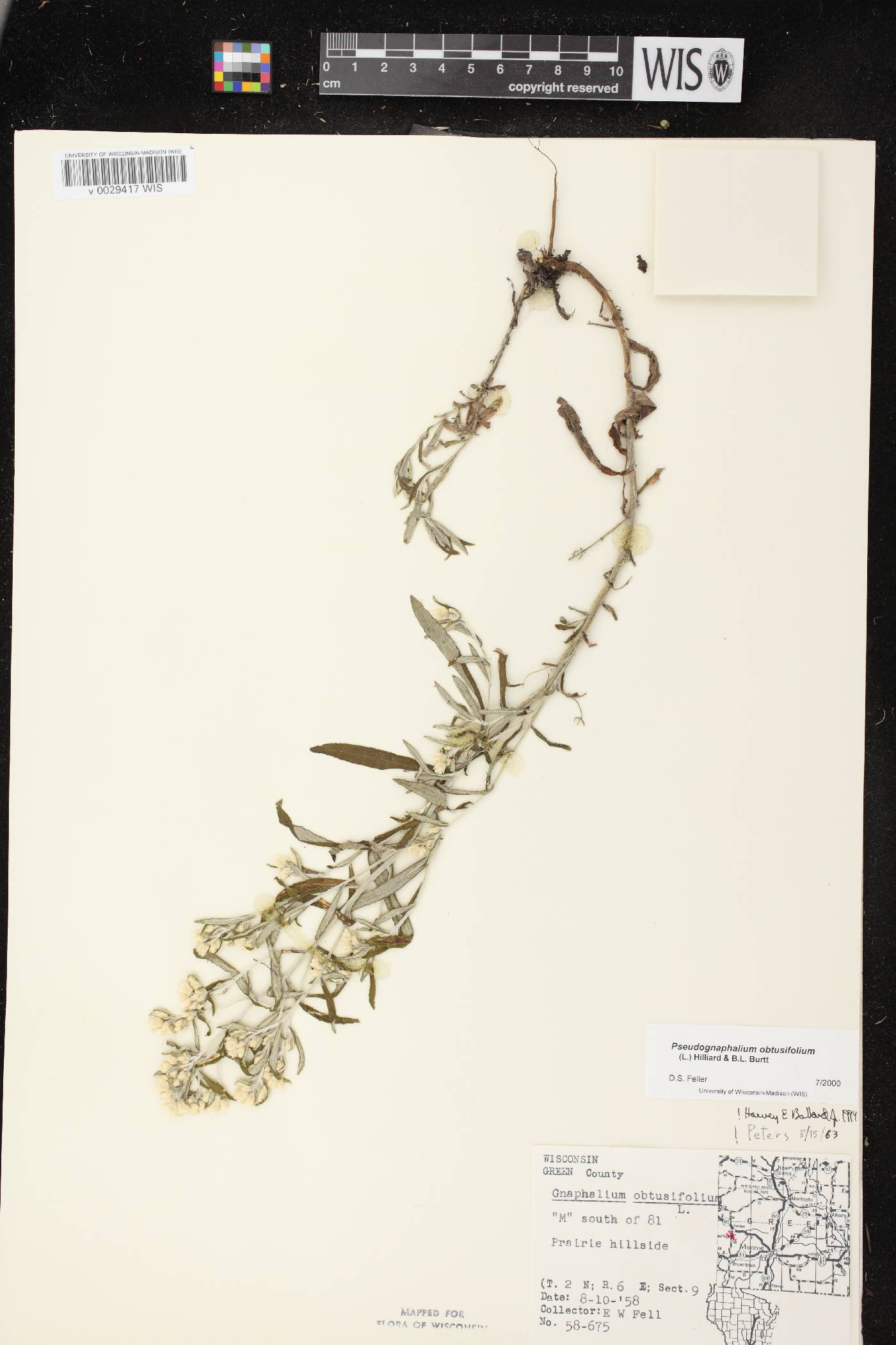 Pseudognaphalium obtusifolium image