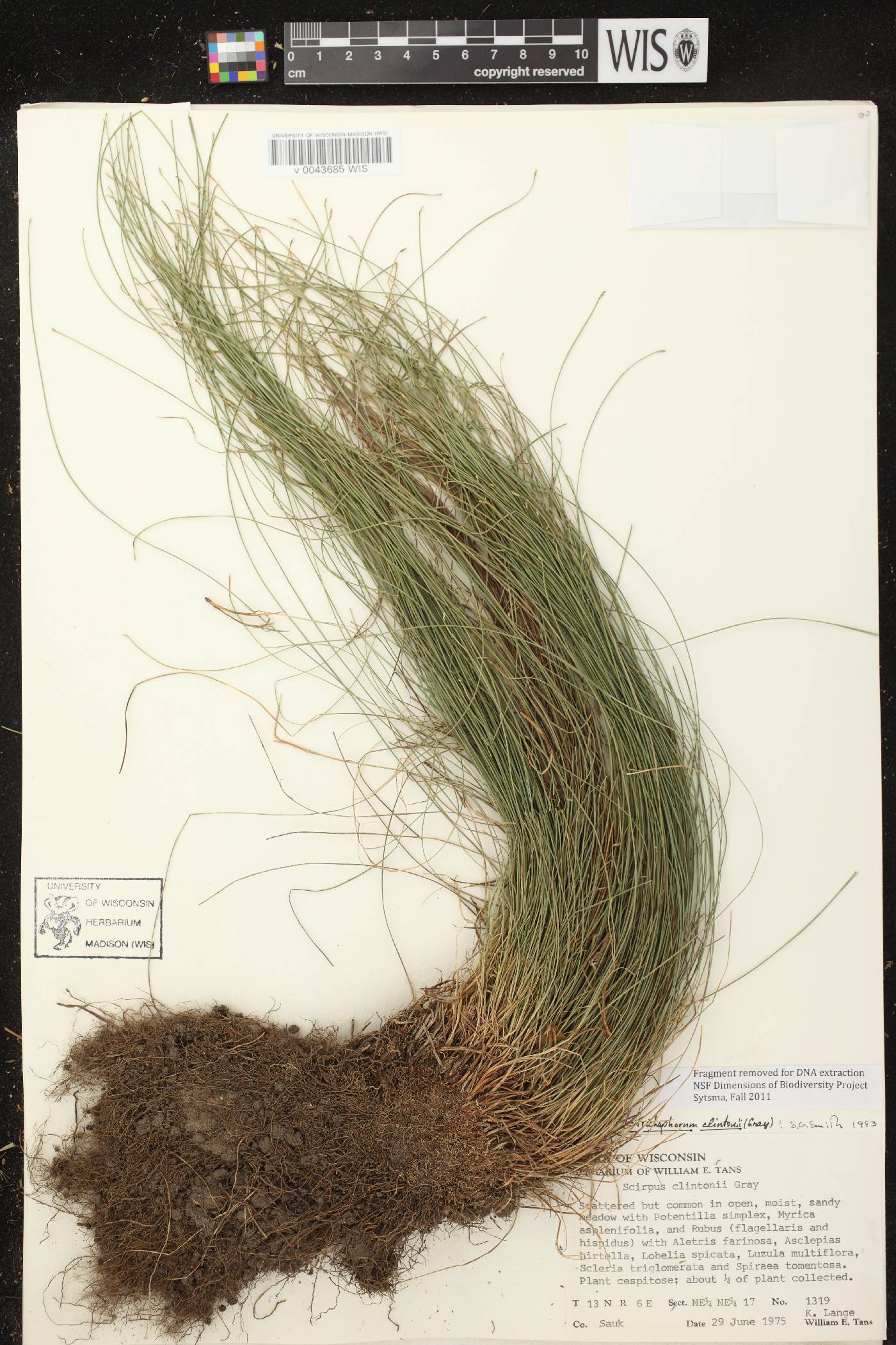 Trichophorum clintonii image
