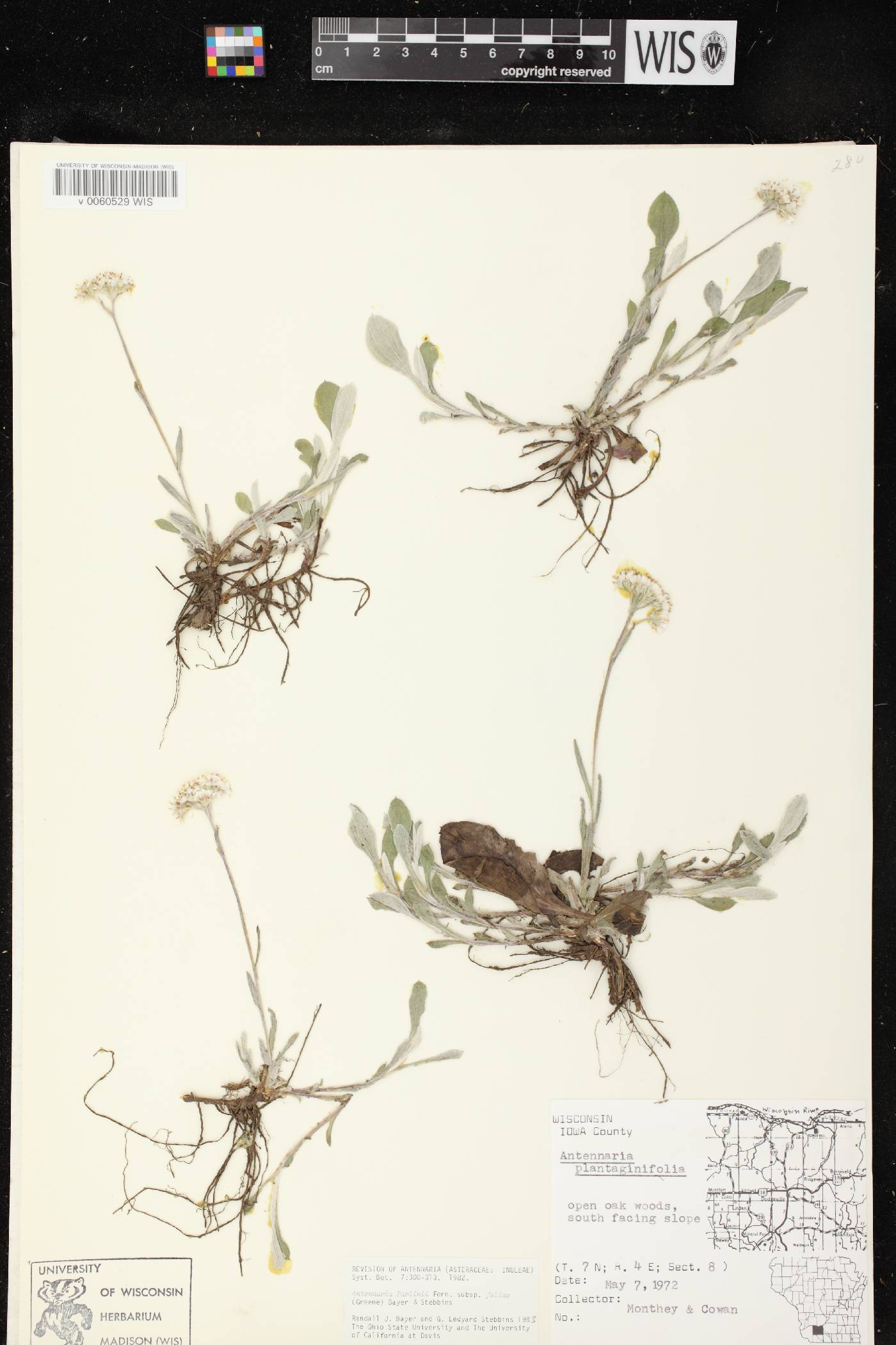 Antennaria parlinii subsp. fallax image