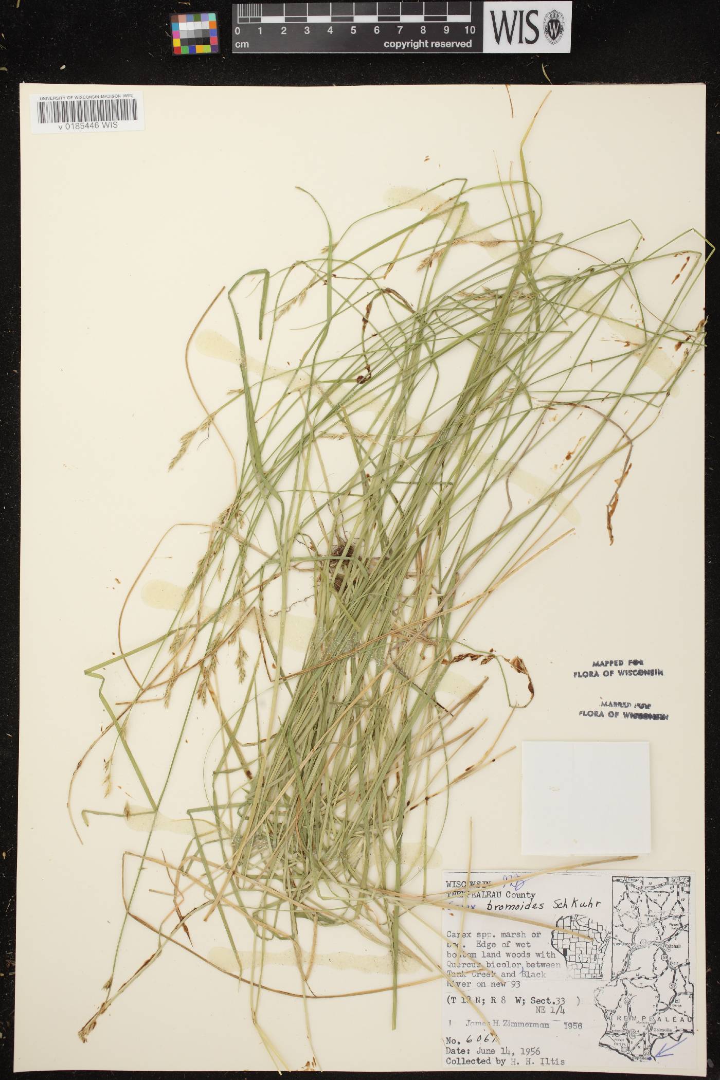 Carex bromoides subsp. bromoides image