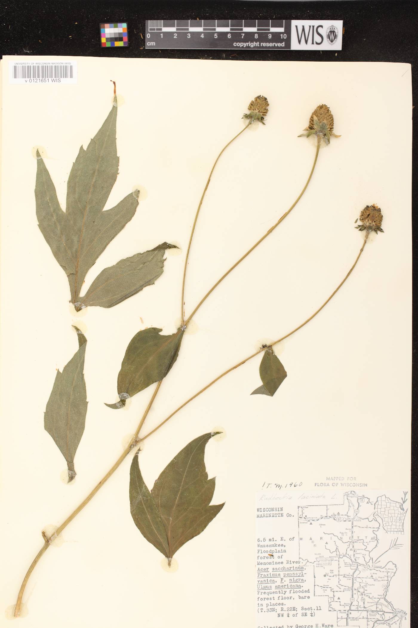 Rudbeckia laciniata image