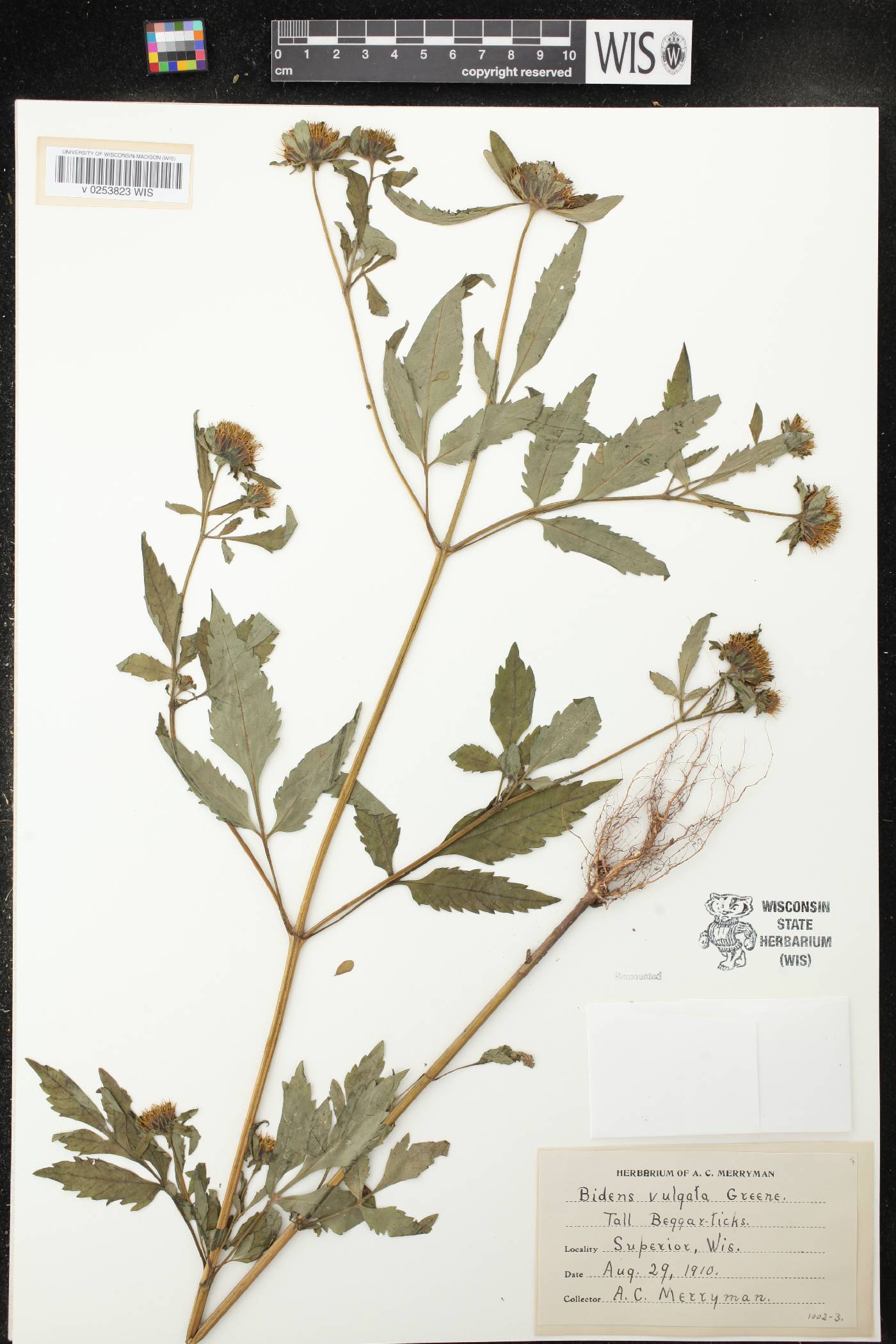 Bidens vulgata image