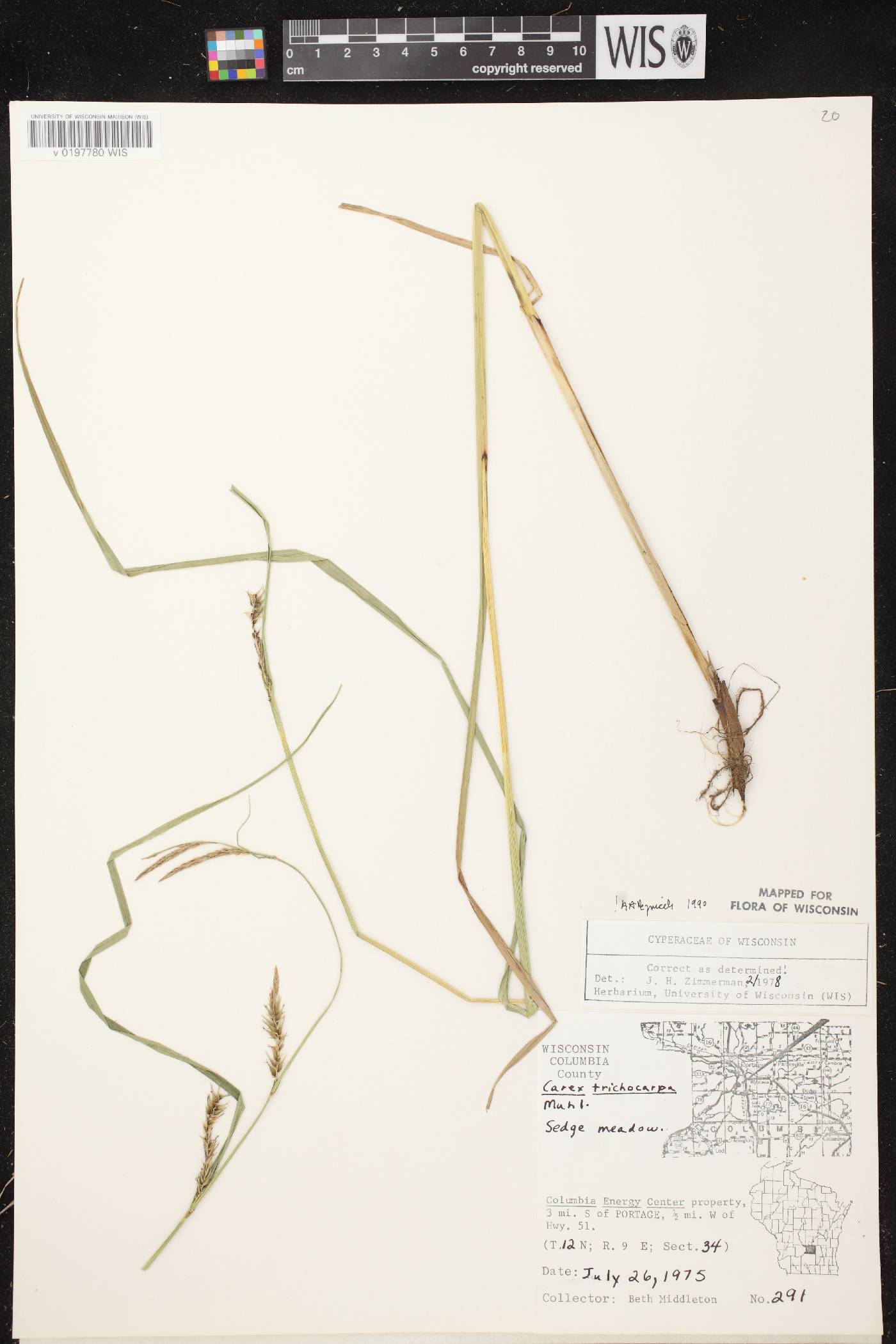 Carex trichocarpa image