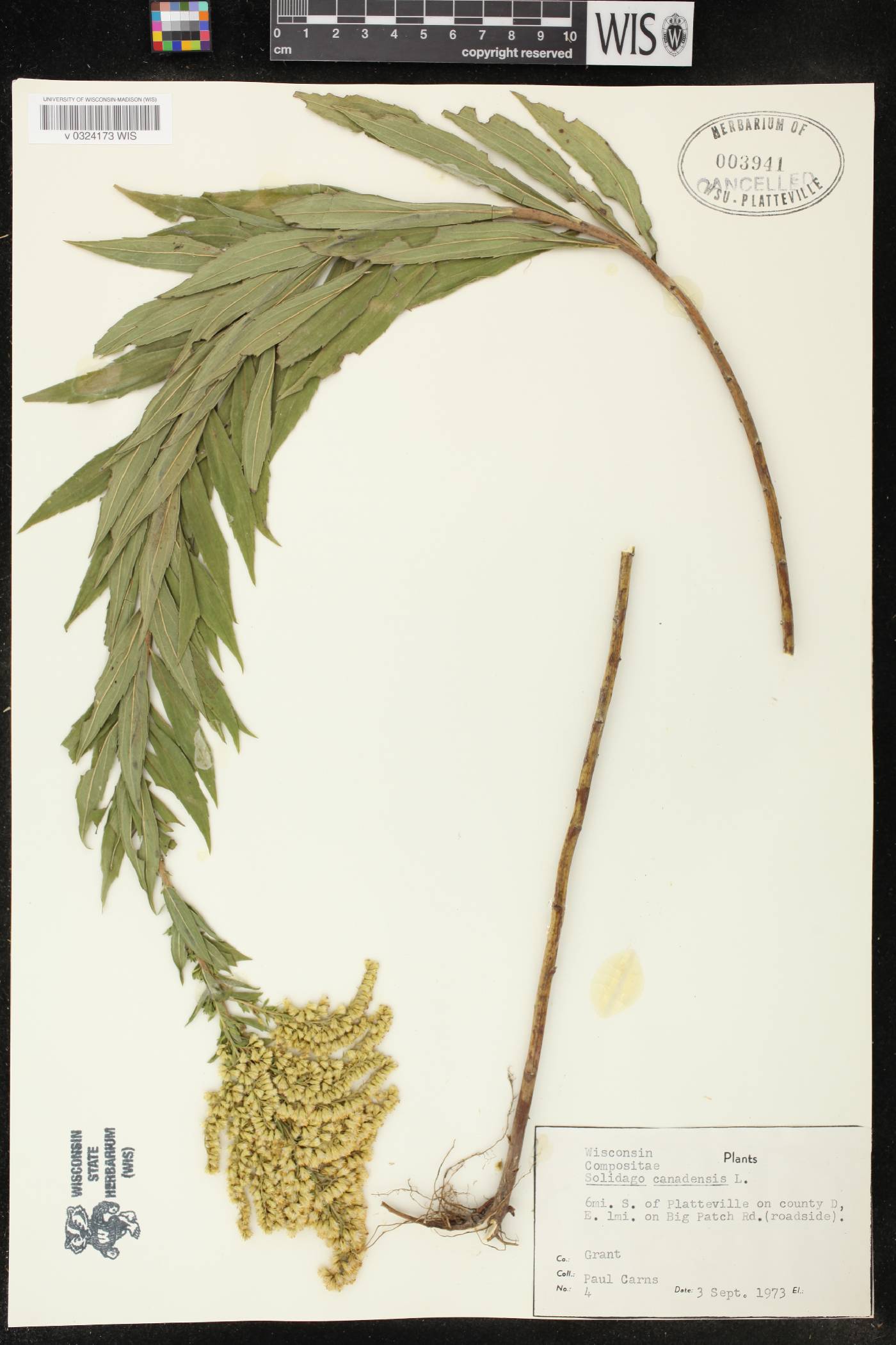 Solidago canadensis image