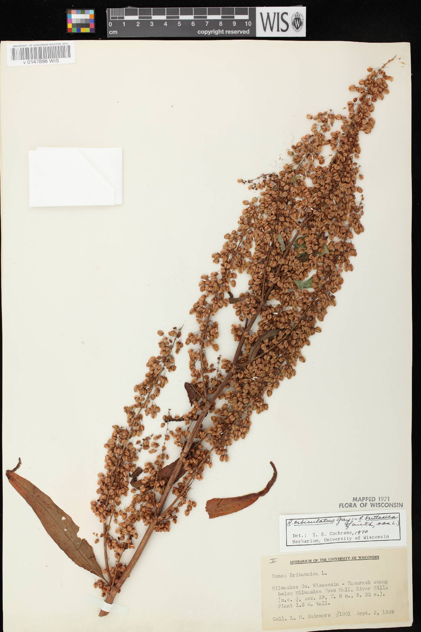 Rumex britannica image