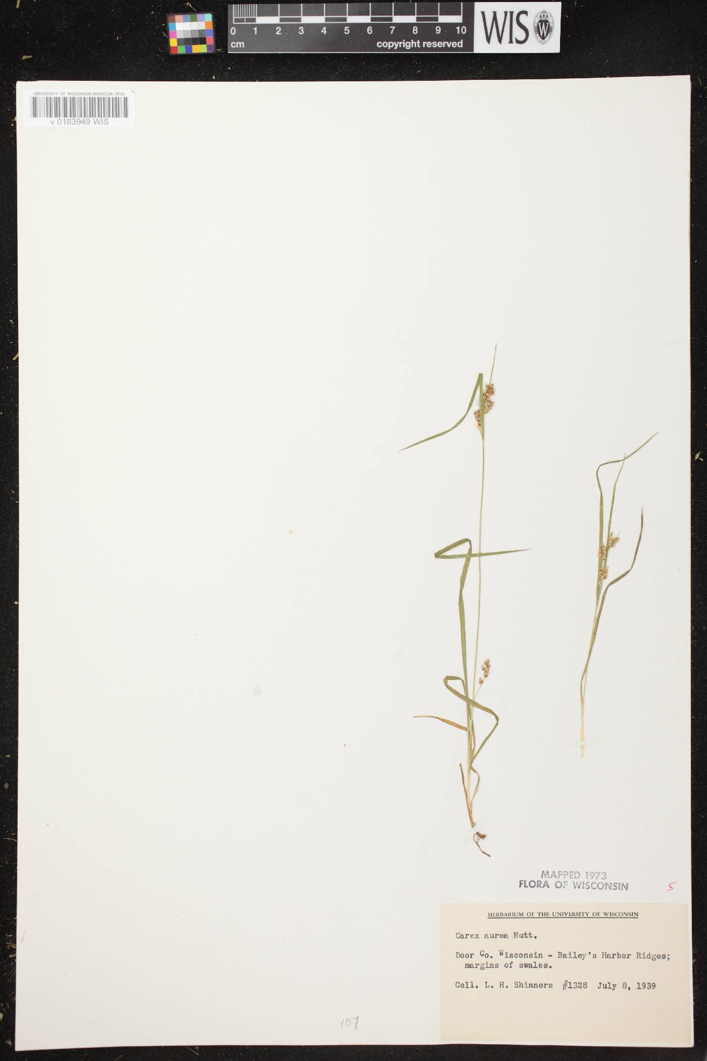 Carex aurea image