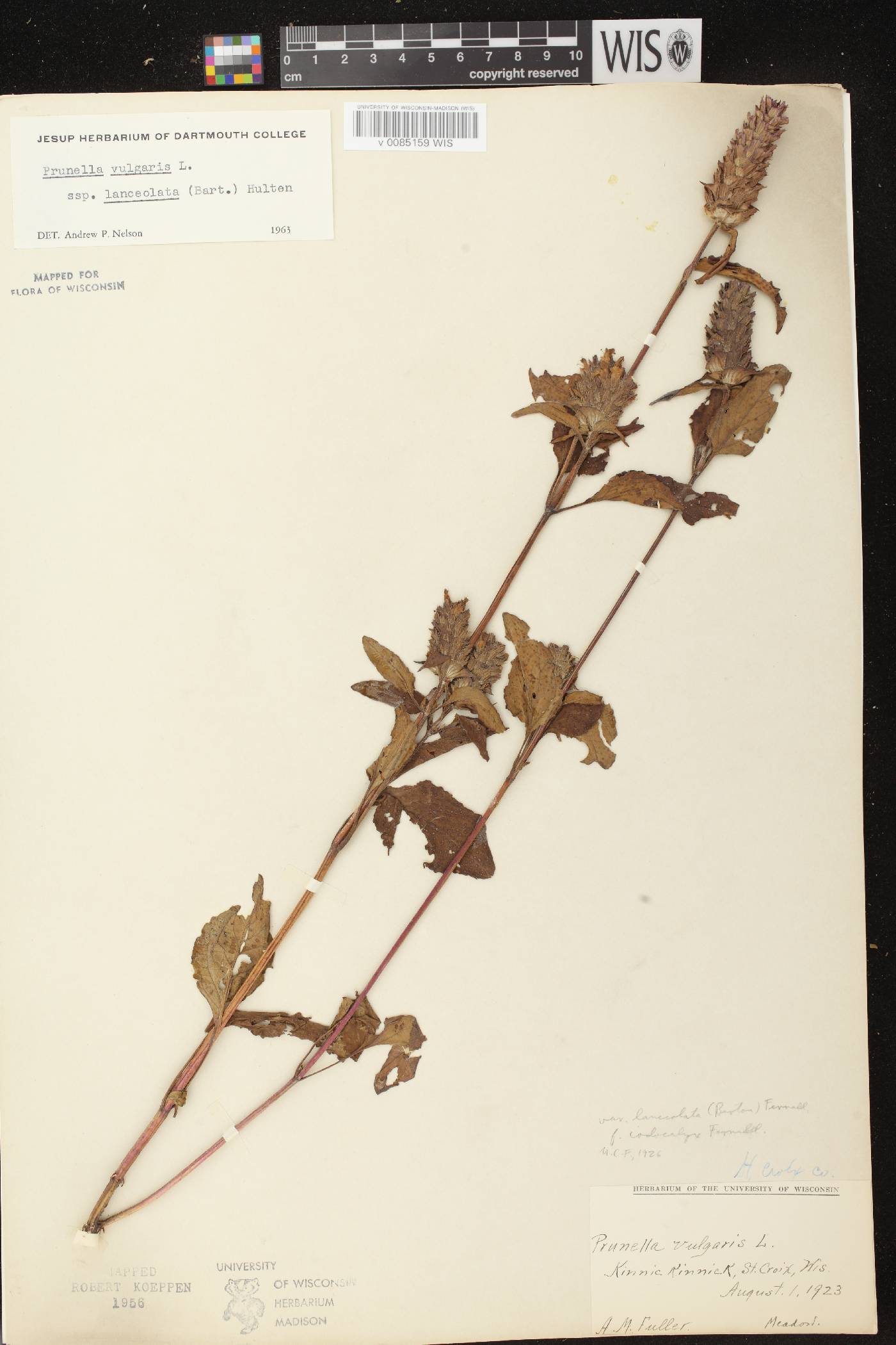 Prunella vulgaris subsp. lanceolata image