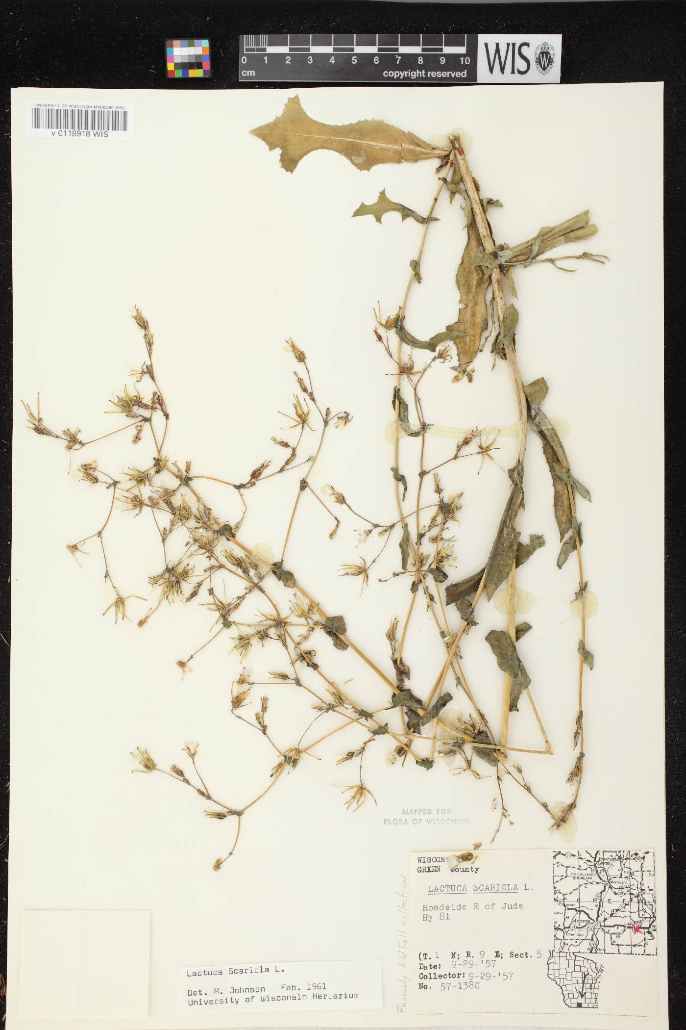 Lactuca serriola image