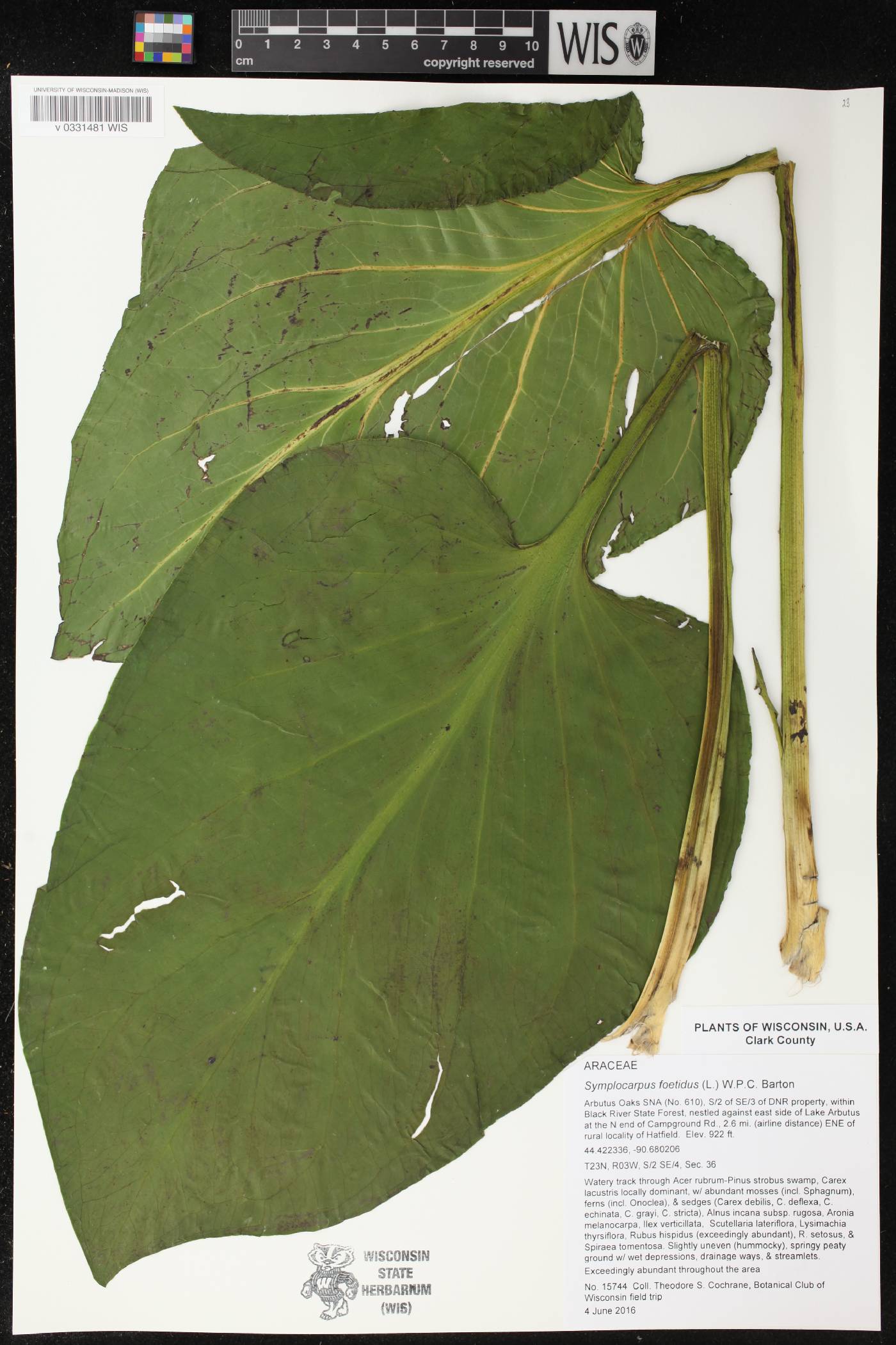 Symplocarpus foetidus image
