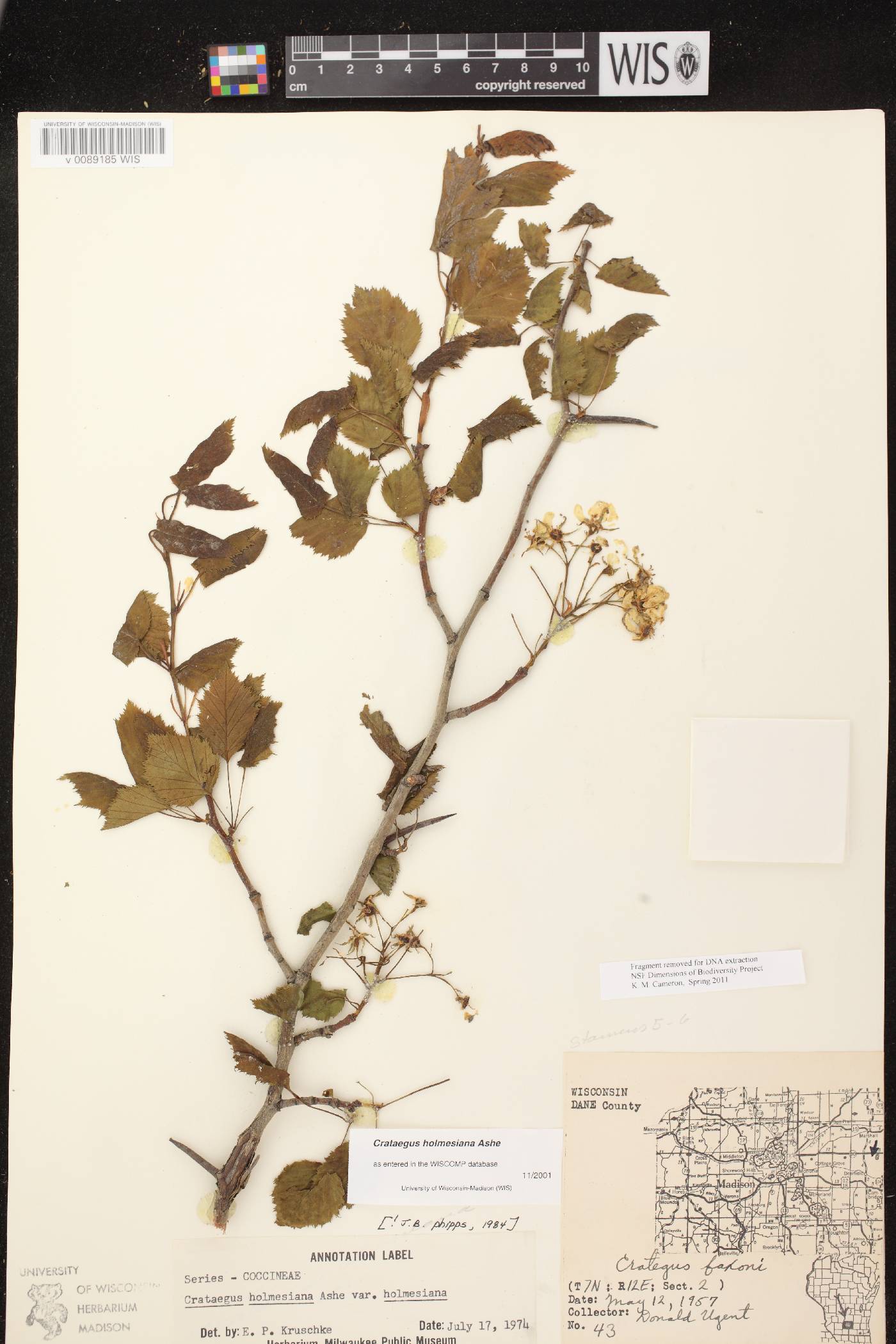 Crataegus holmesiana image