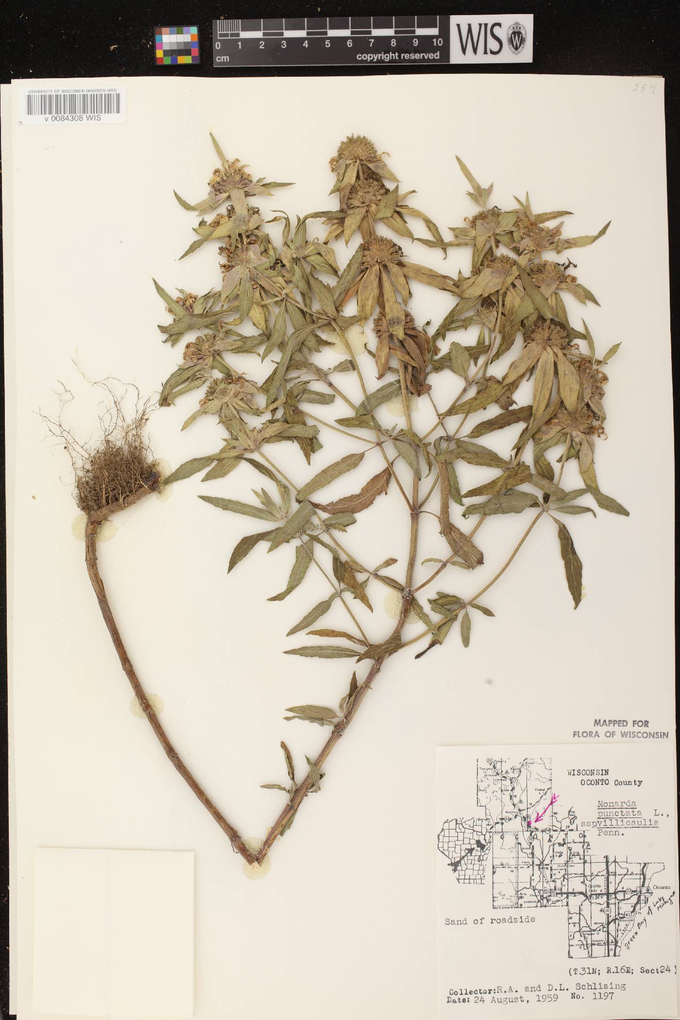 Monarda punctata var. villicaulis image