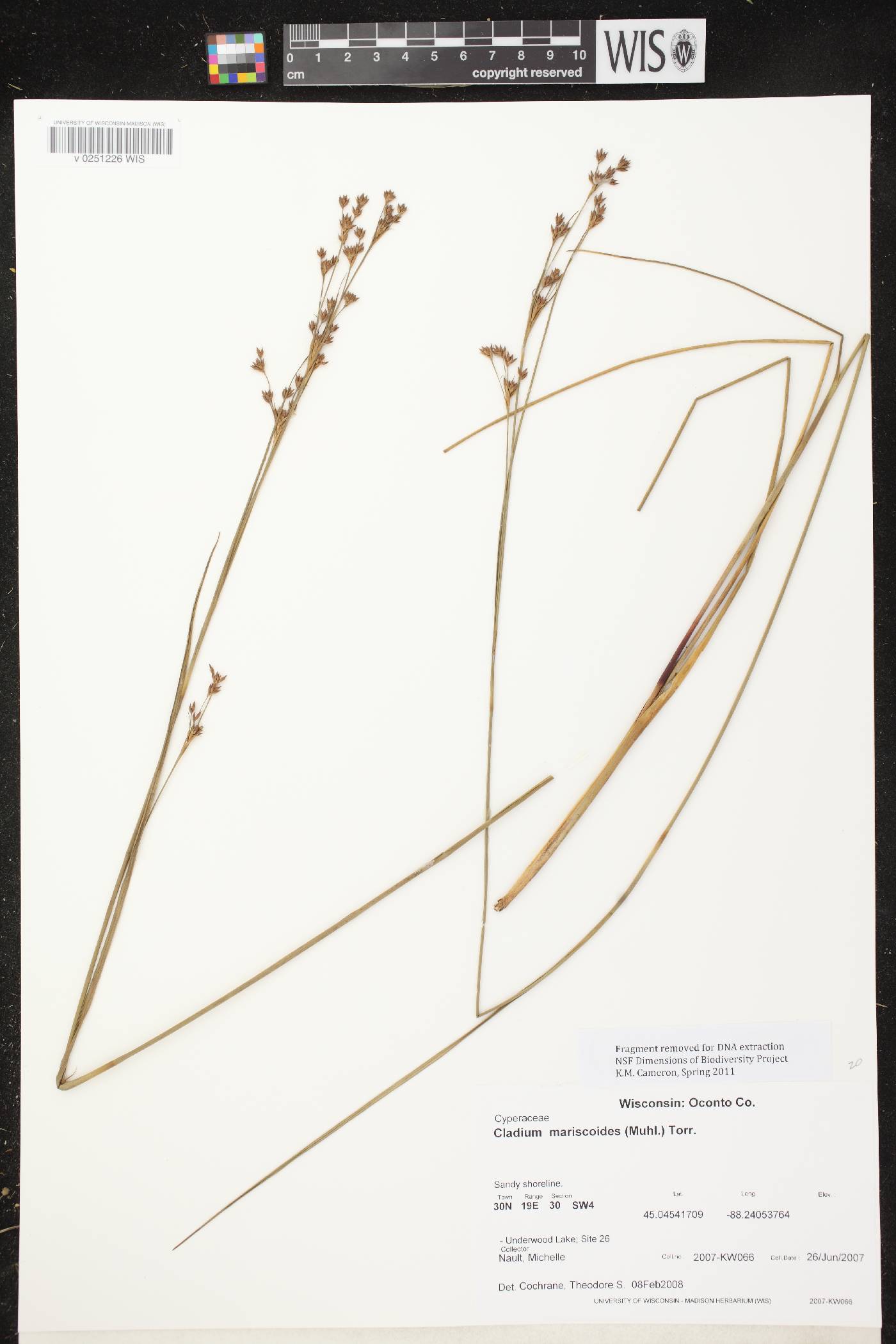 Cladium mariscoides image