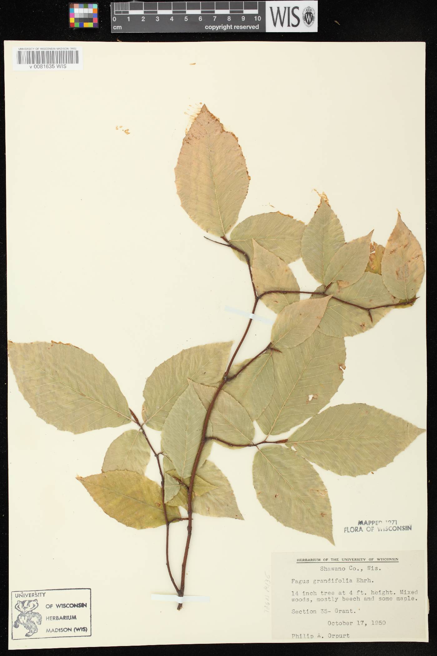 Fagus grandifolia image
