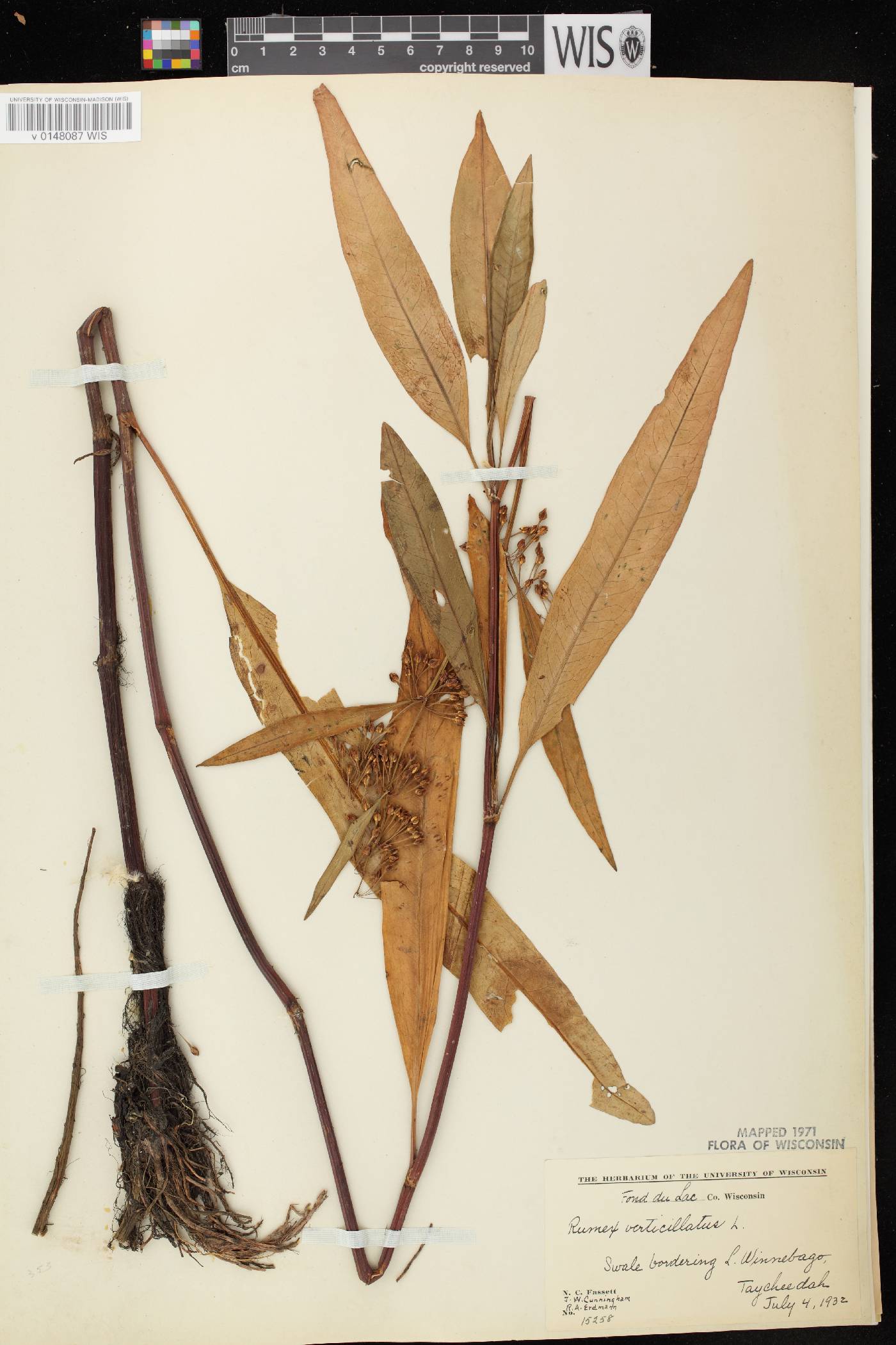 Rumex verticillatus image