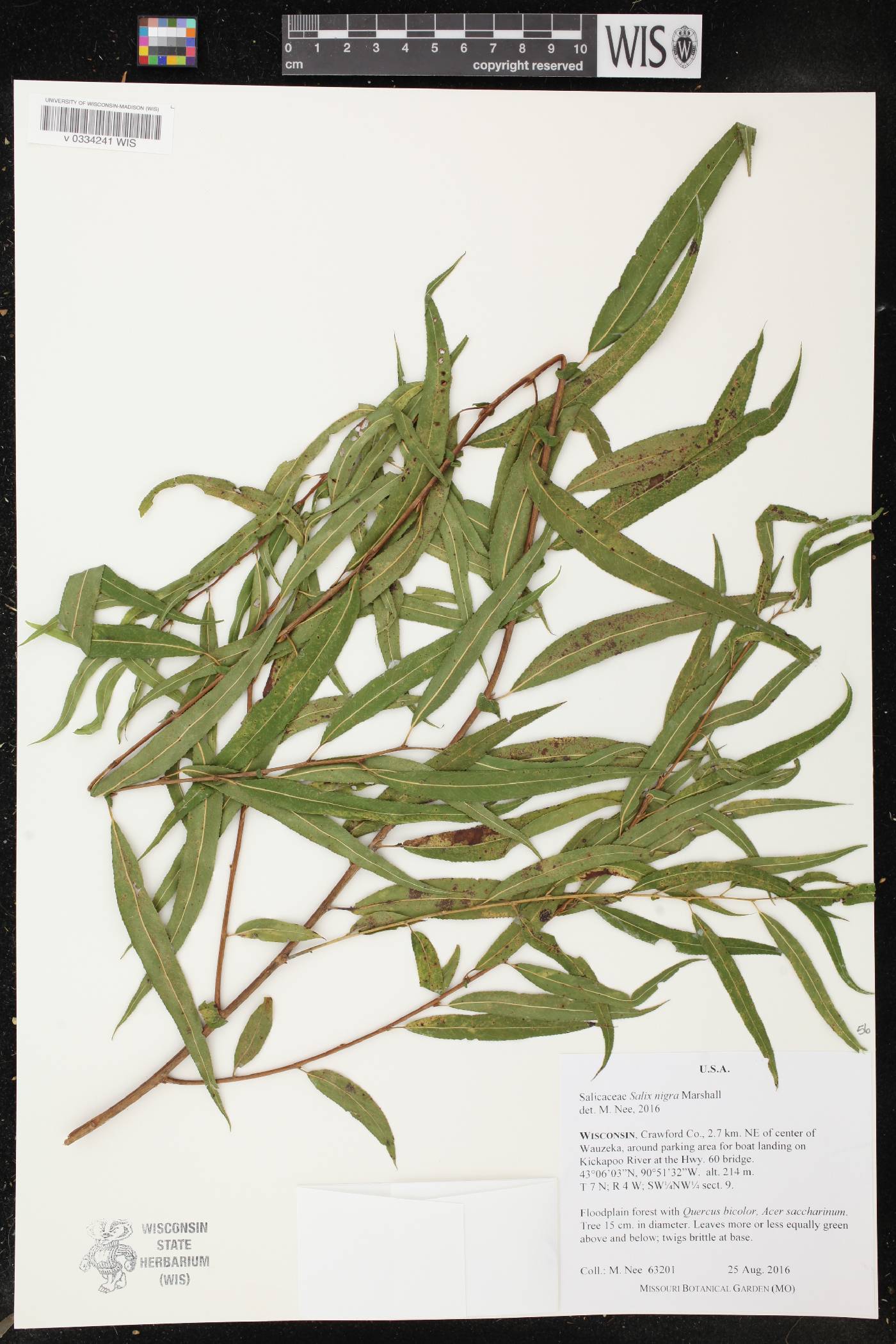 Salix nigra image