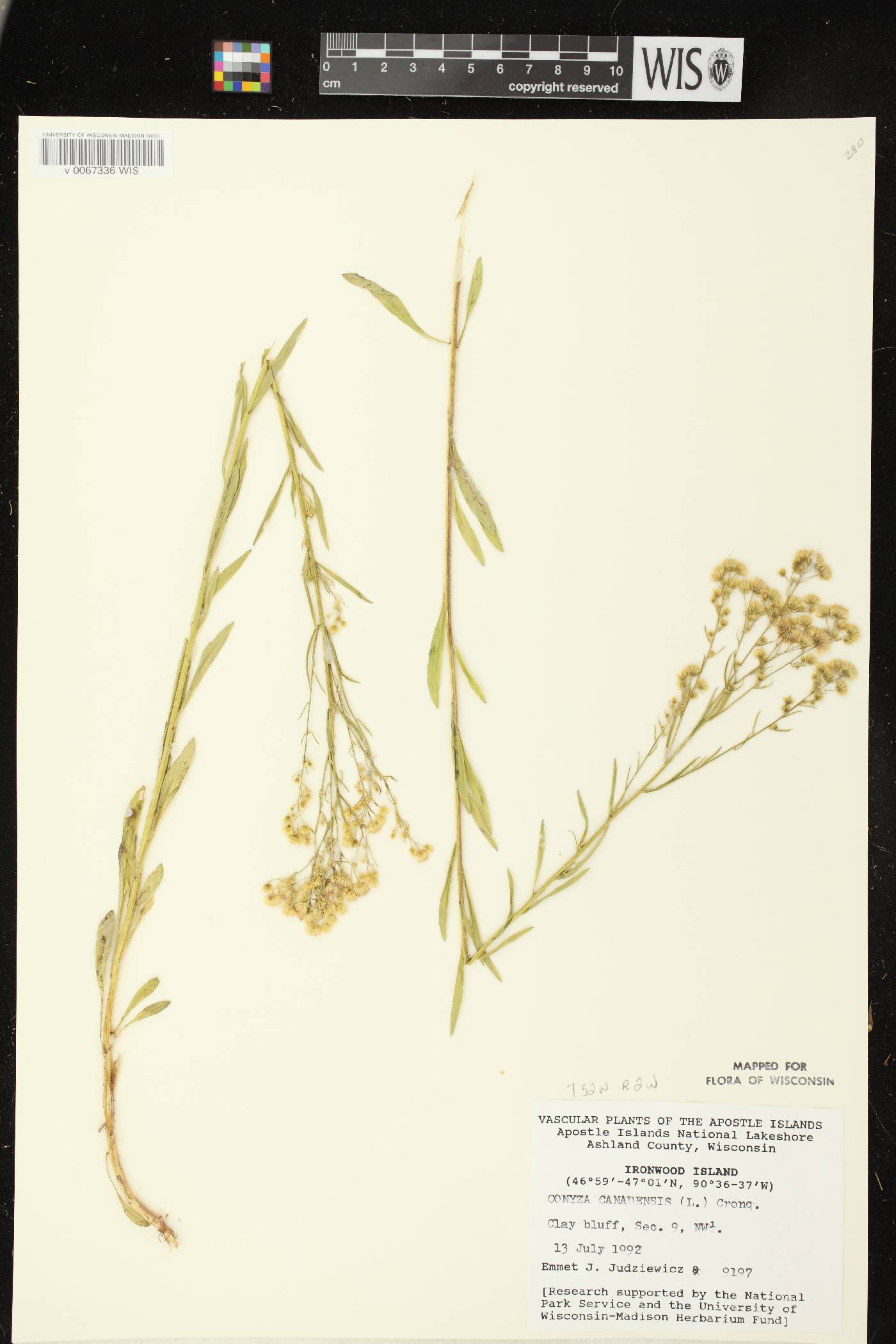 Conyza canadensis image