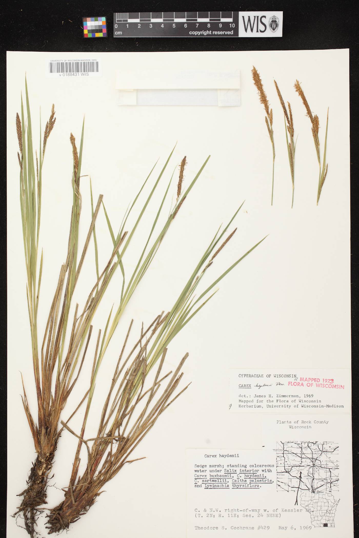 Carex haydenii image