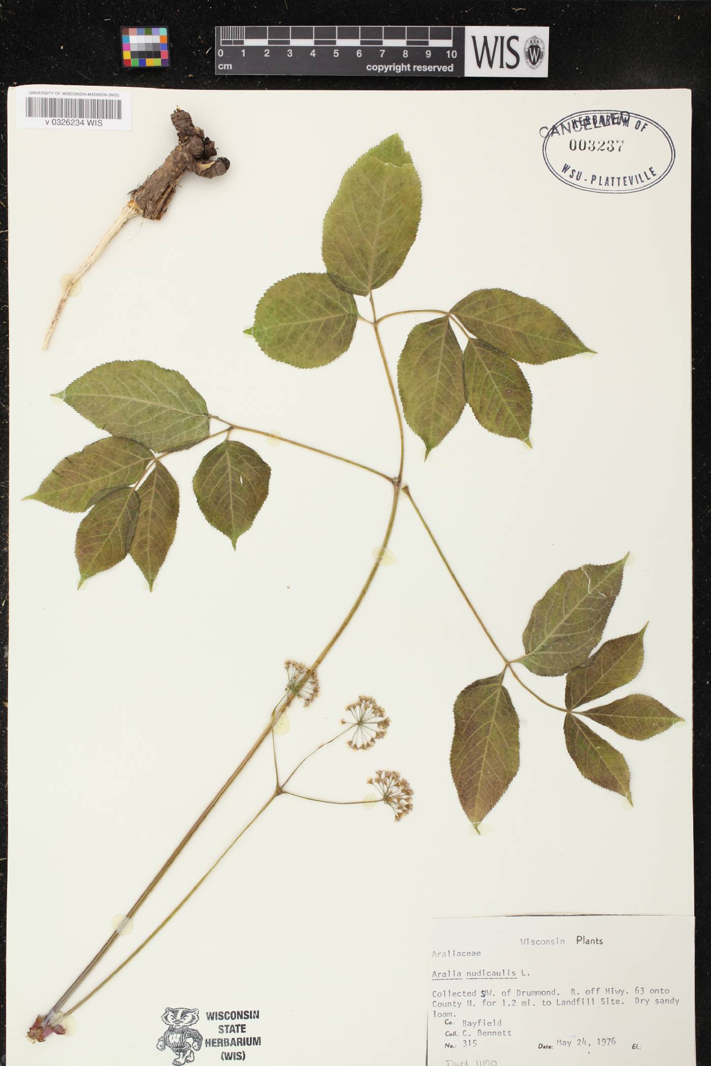 Aralia nudicaulis image