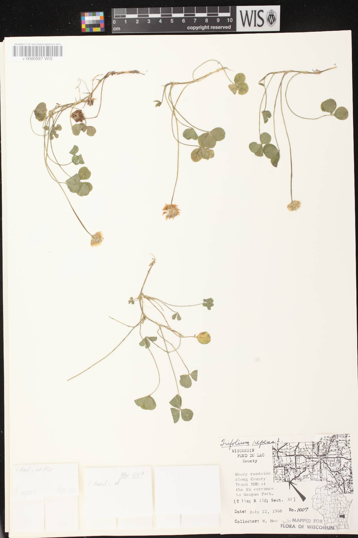 Trifolium repens image