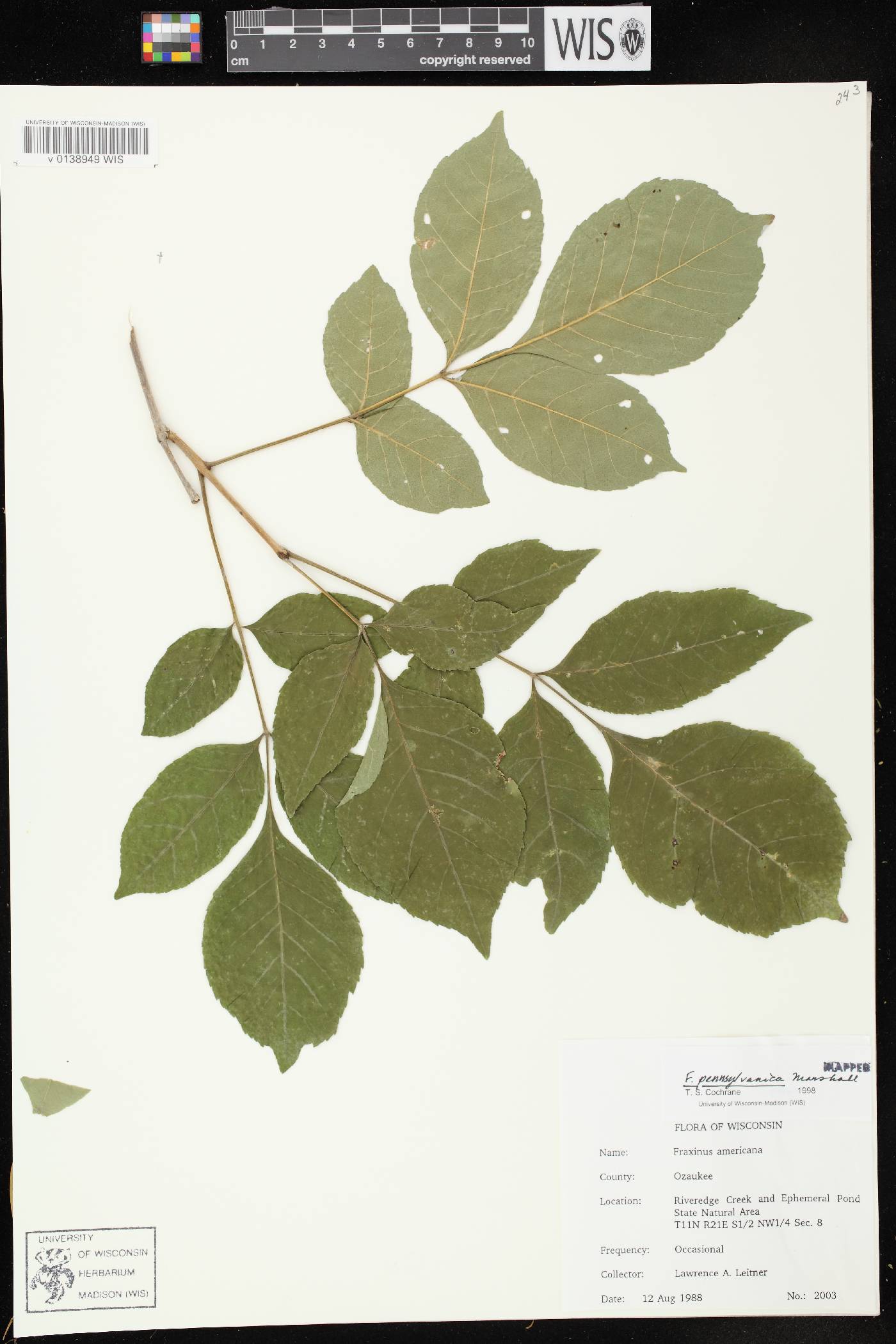 Fraxinus pennsylvanica image