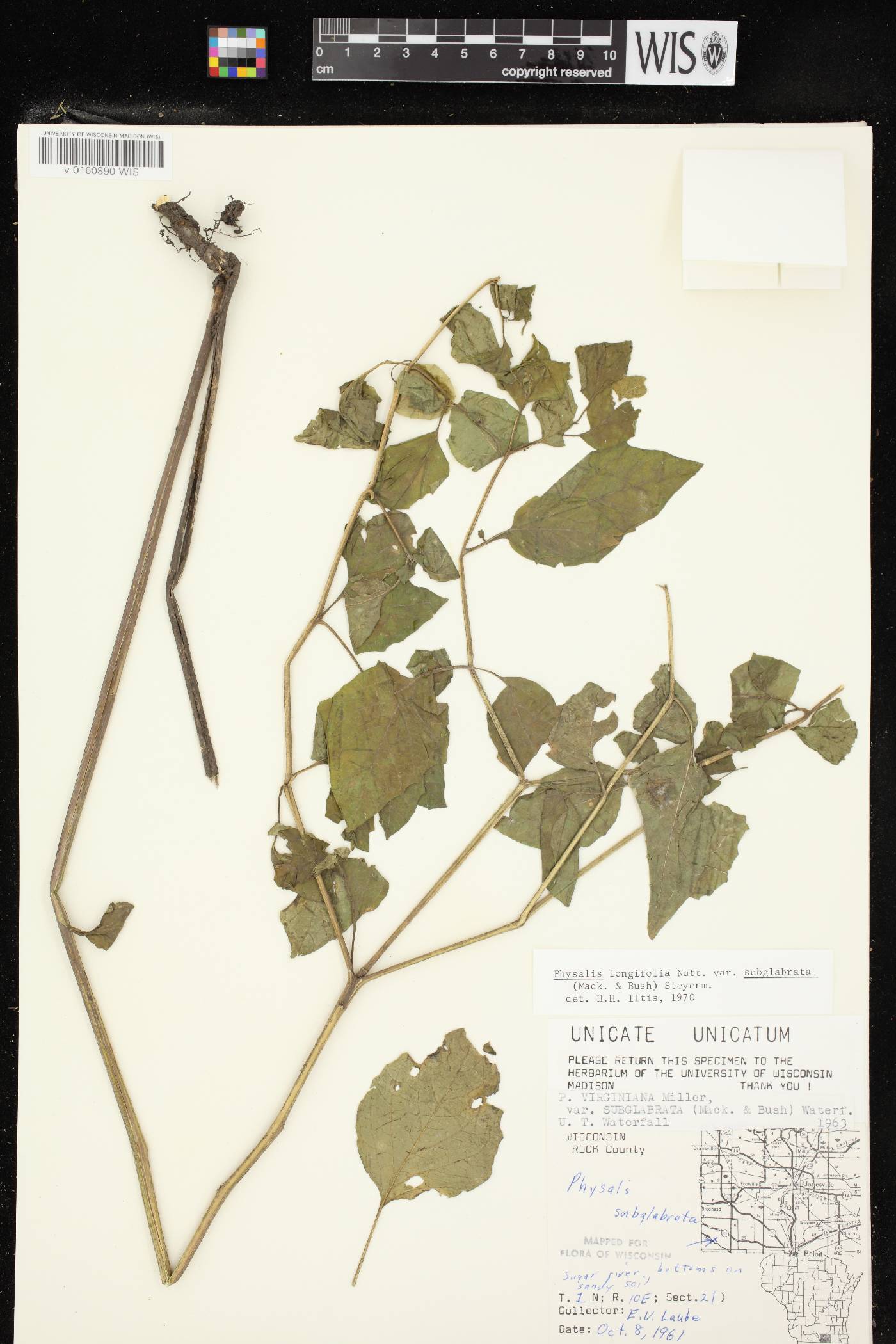 Physalis longifolia image