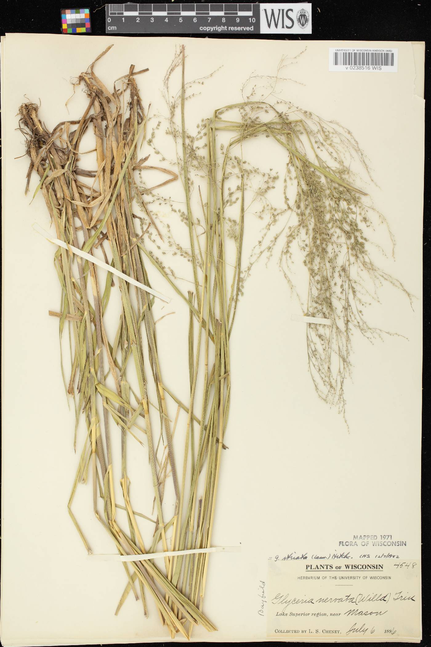 Glyceria striata image