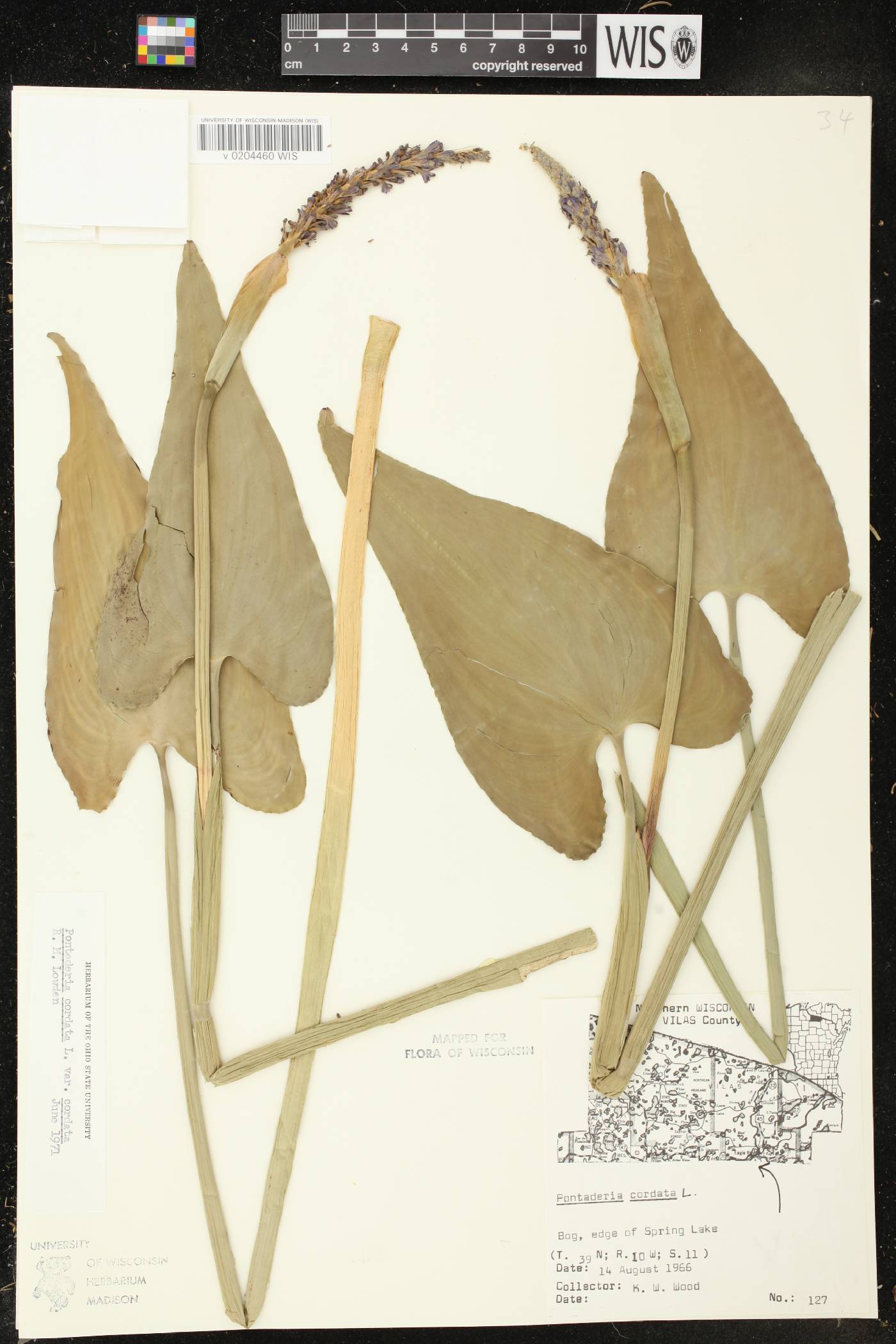 Pontederia cordata image
