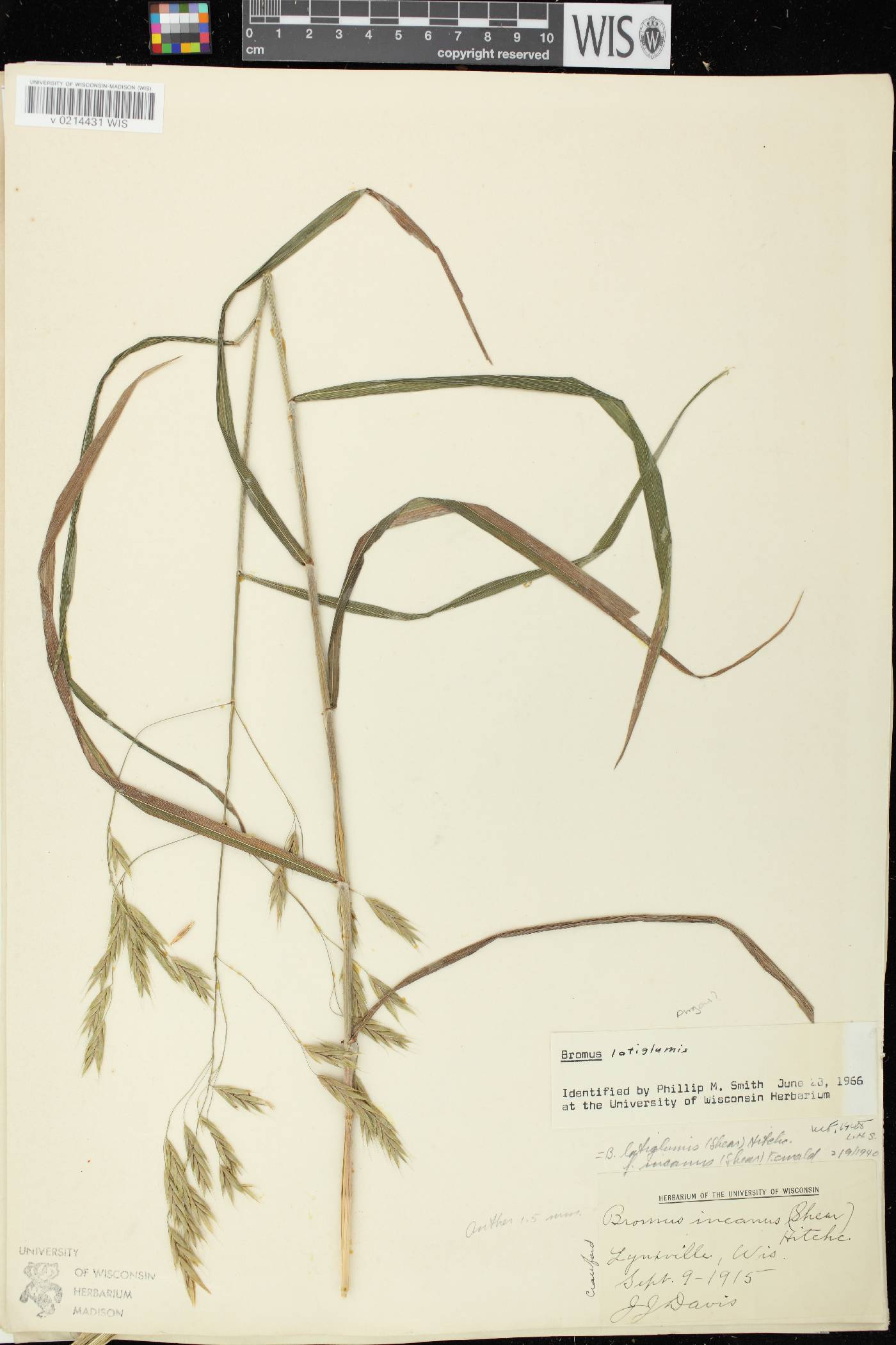 Bromus latiglumis image