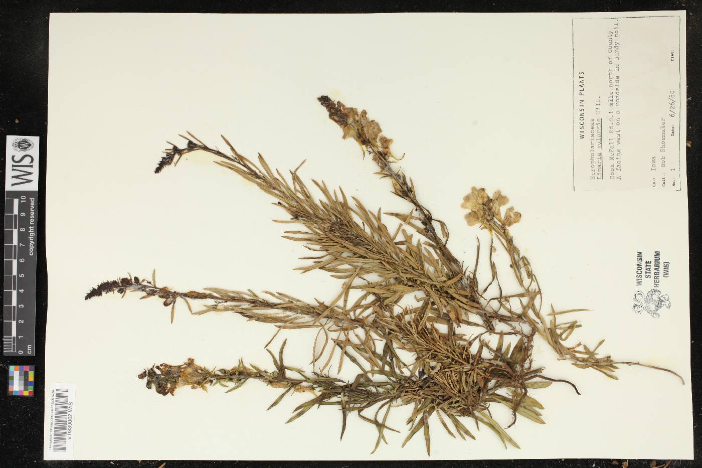 Linaria vulgaris image