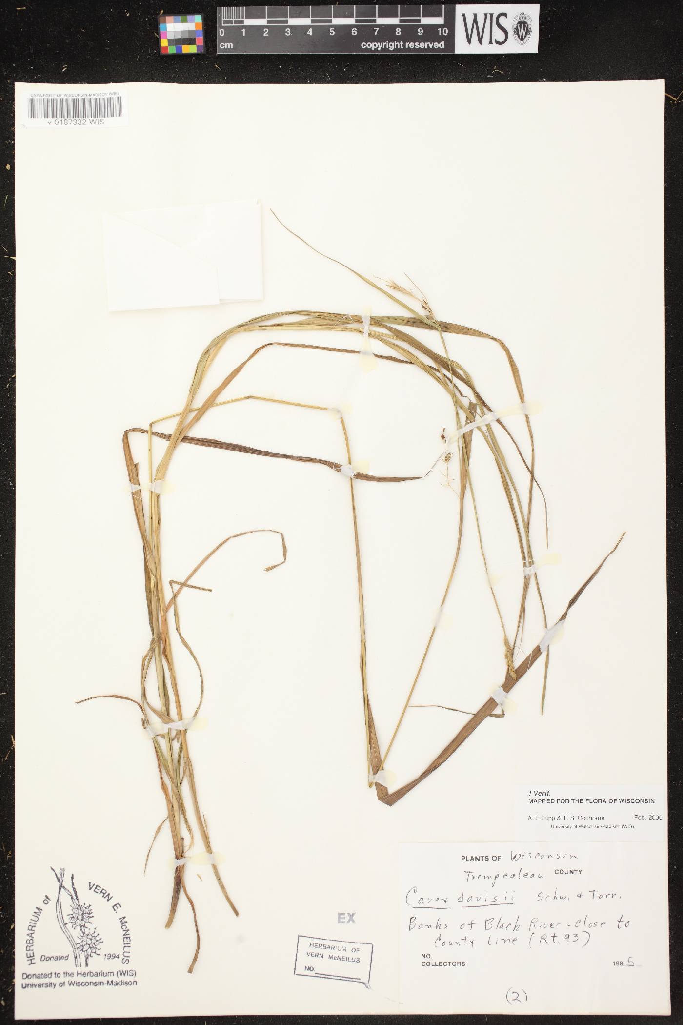Carex davisii image