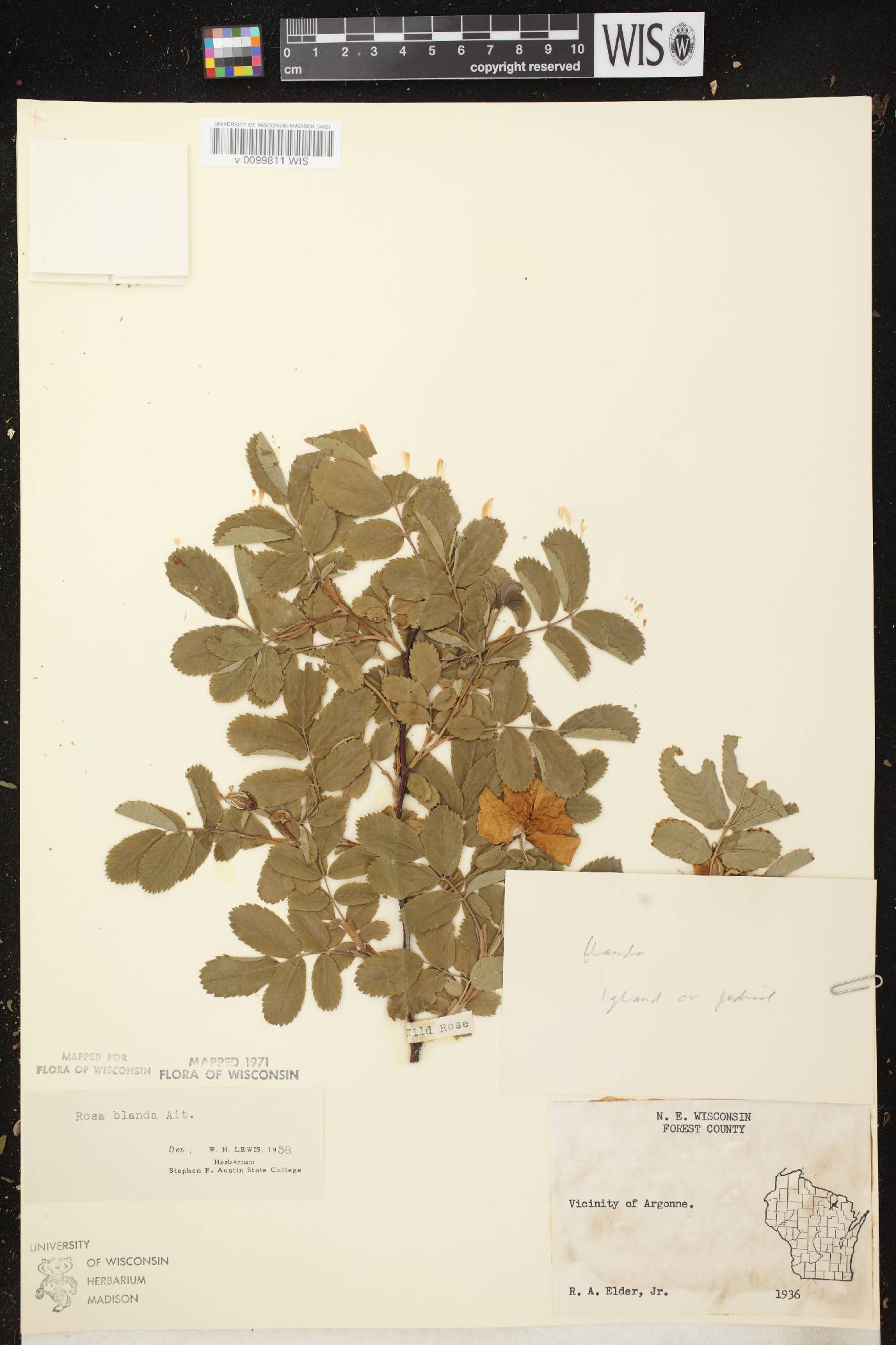 Rosa blanda image