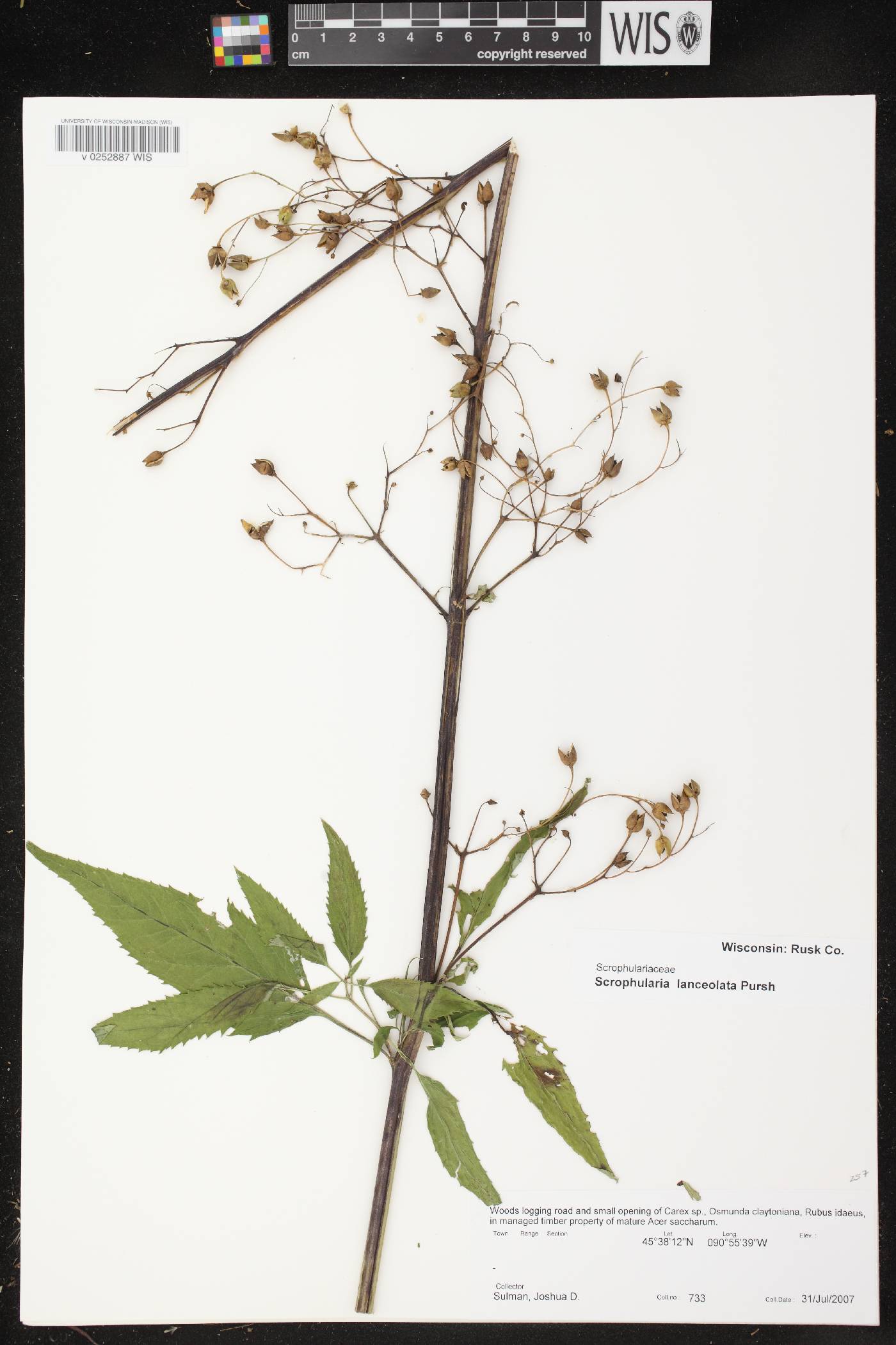 Scrophularia lanceolata image