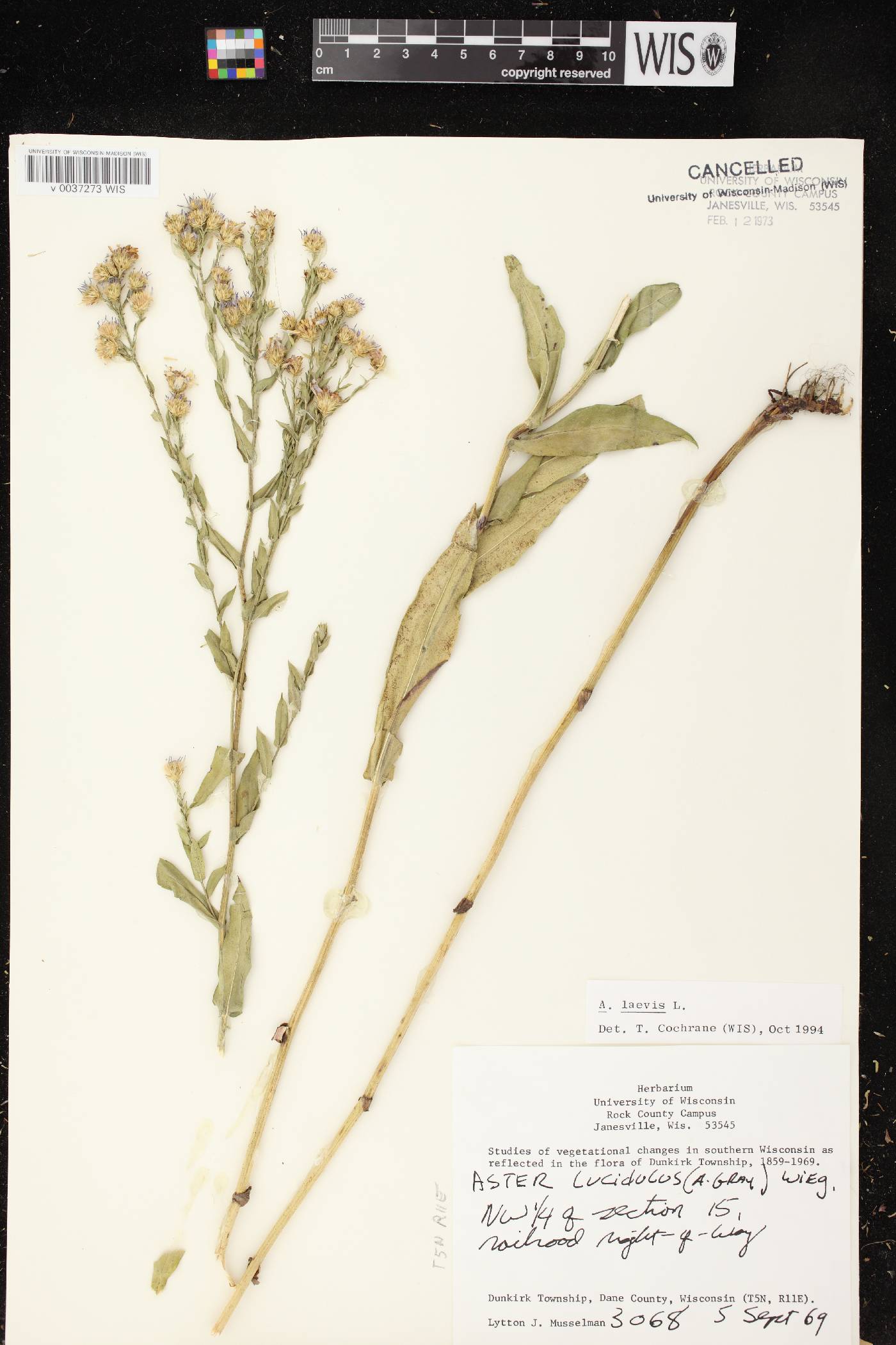 Symphyotrichum laeve image
