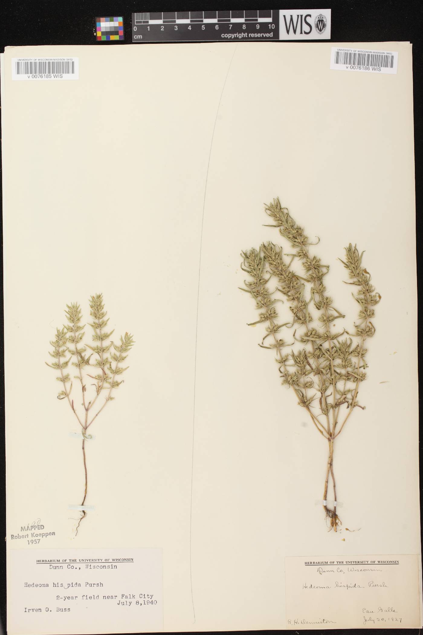 Hedeoma hispida image