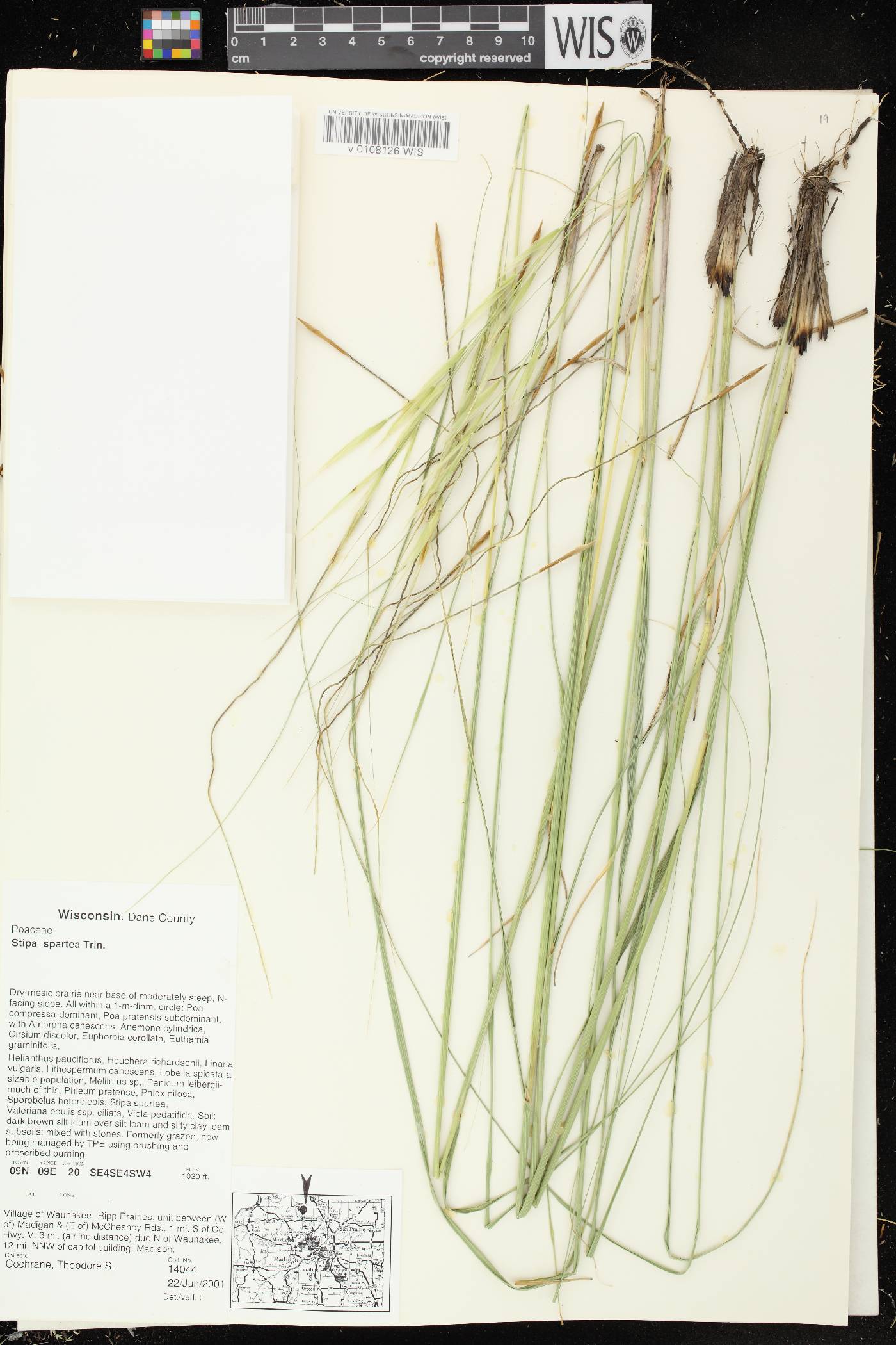 Hesperostipa spartea image