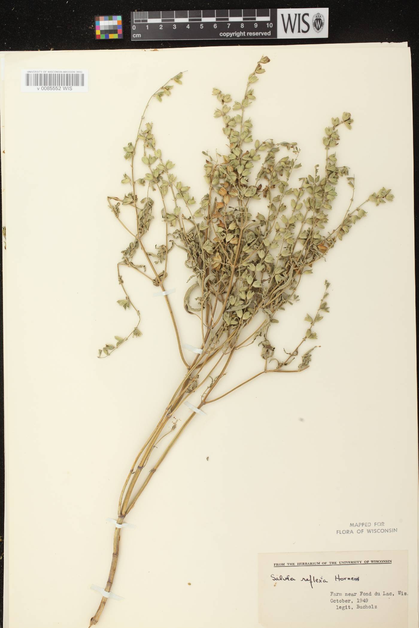 Salvia reflexa image