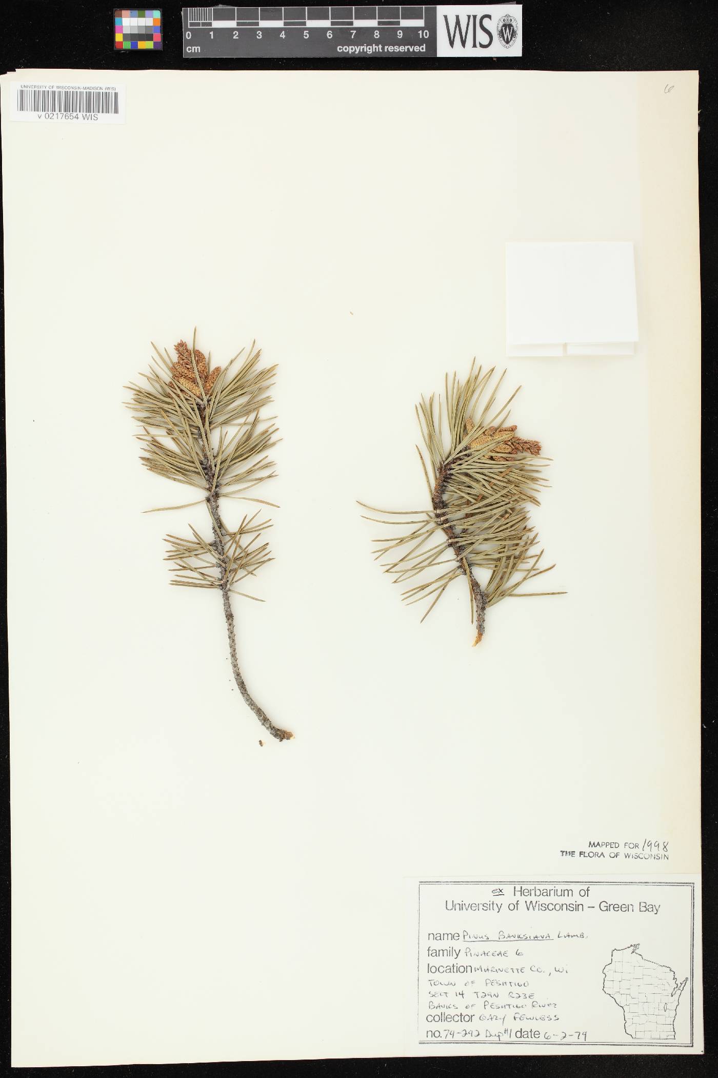 Pinus banksiana image