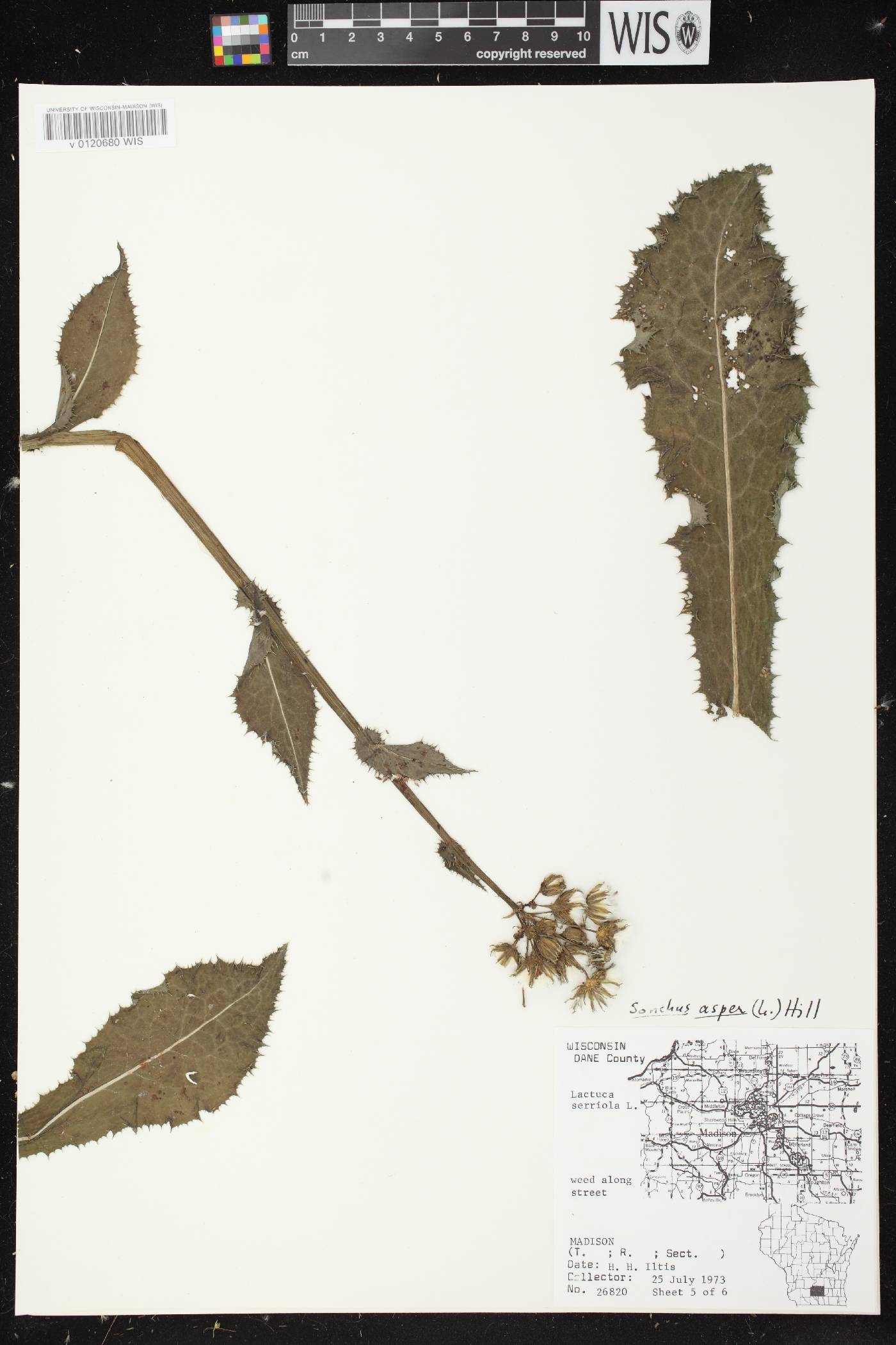 Sonchus asper image