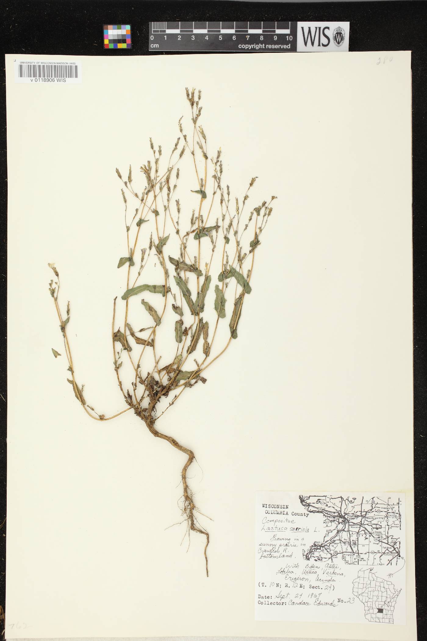Lactuca serriola image